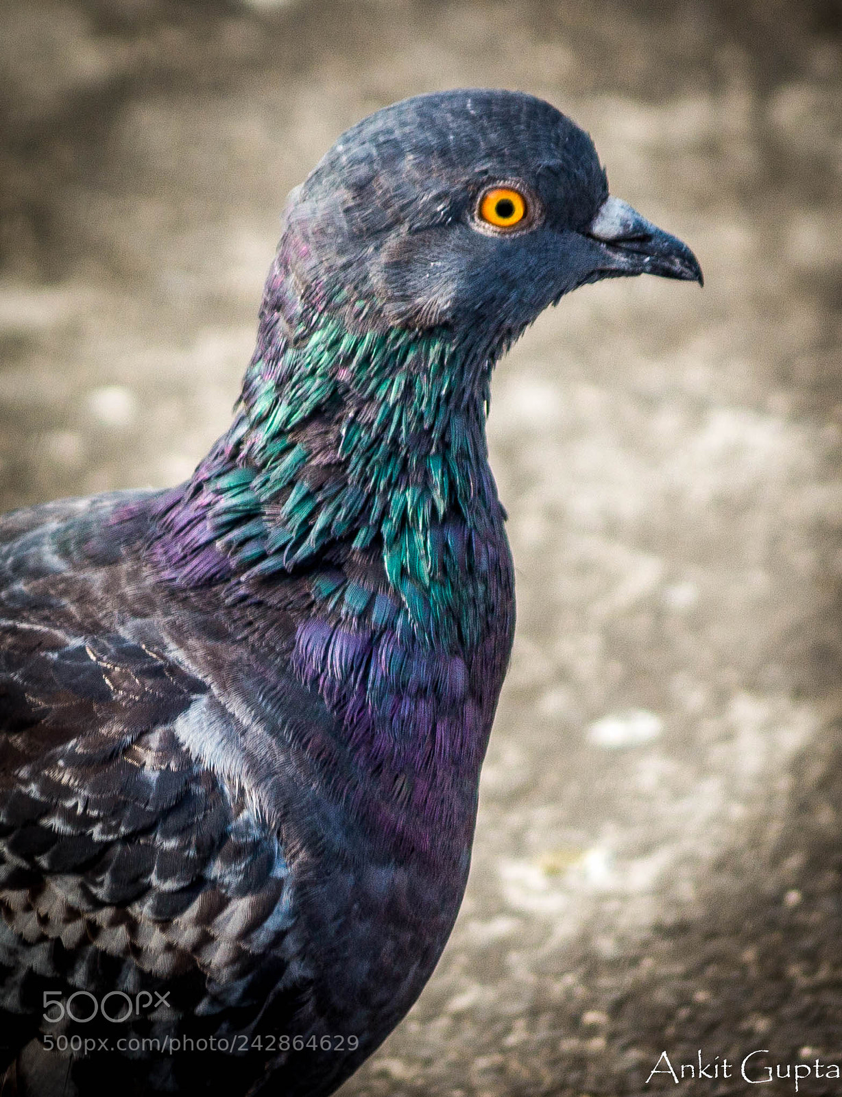 Canon EOS 700D (EOS Rebel T5i / EOS Kiss X7i) sample photo. Indian pigeon photography