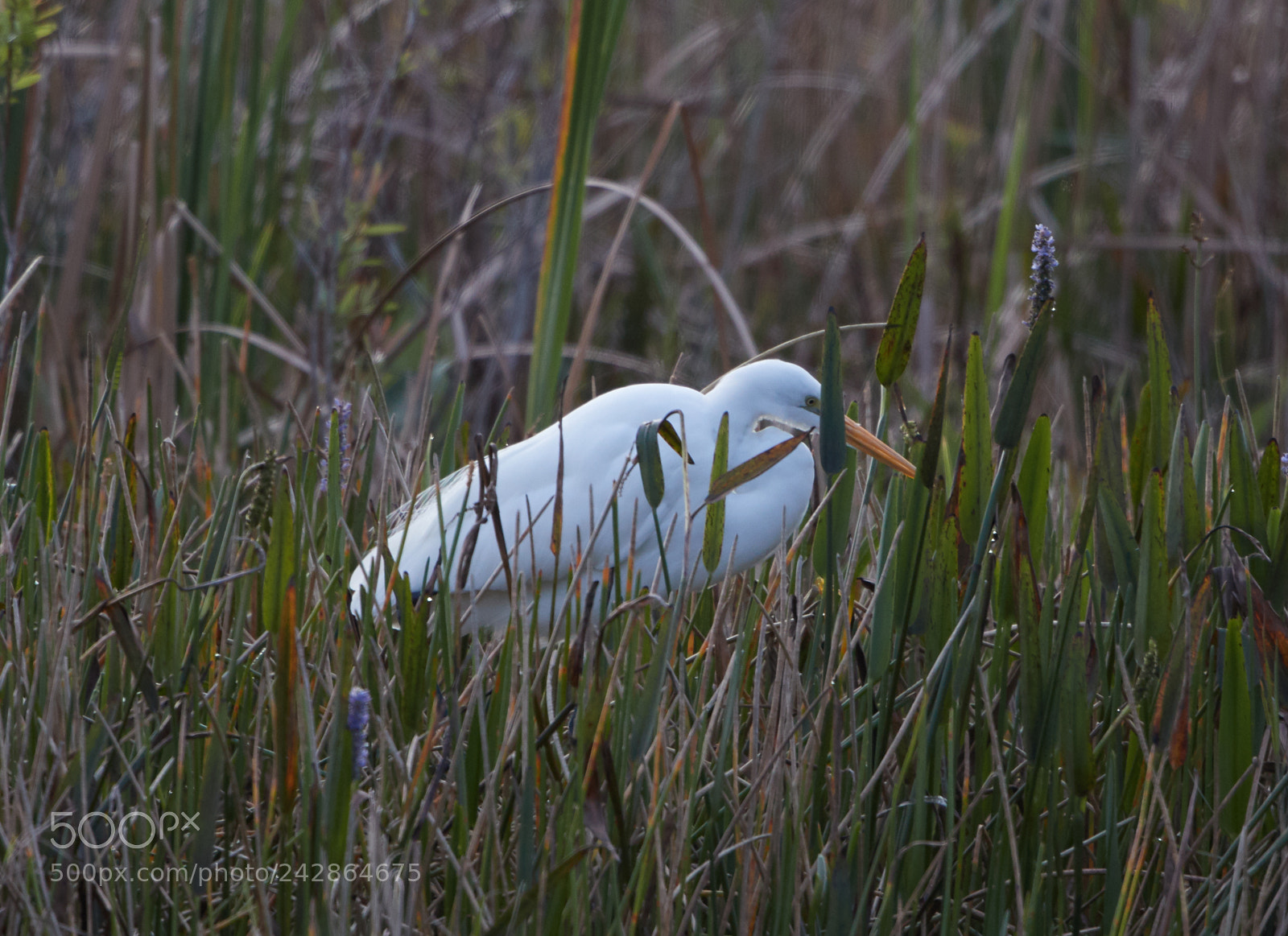 Canon EOS-1D X Mark II sample photo. 01-17-18-9944.jpg photography