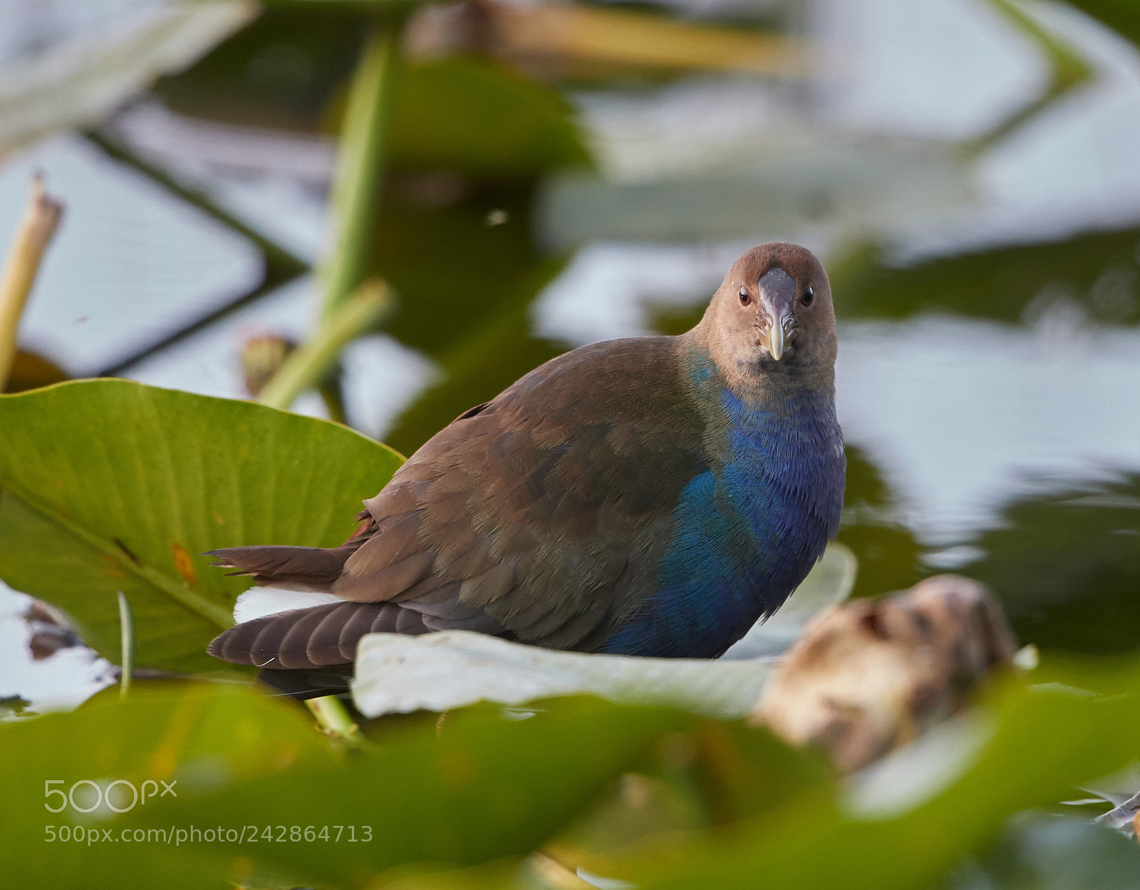 Canon EOS-1D X Mark II sample photo. 01-17-18-9919.jpg photography
