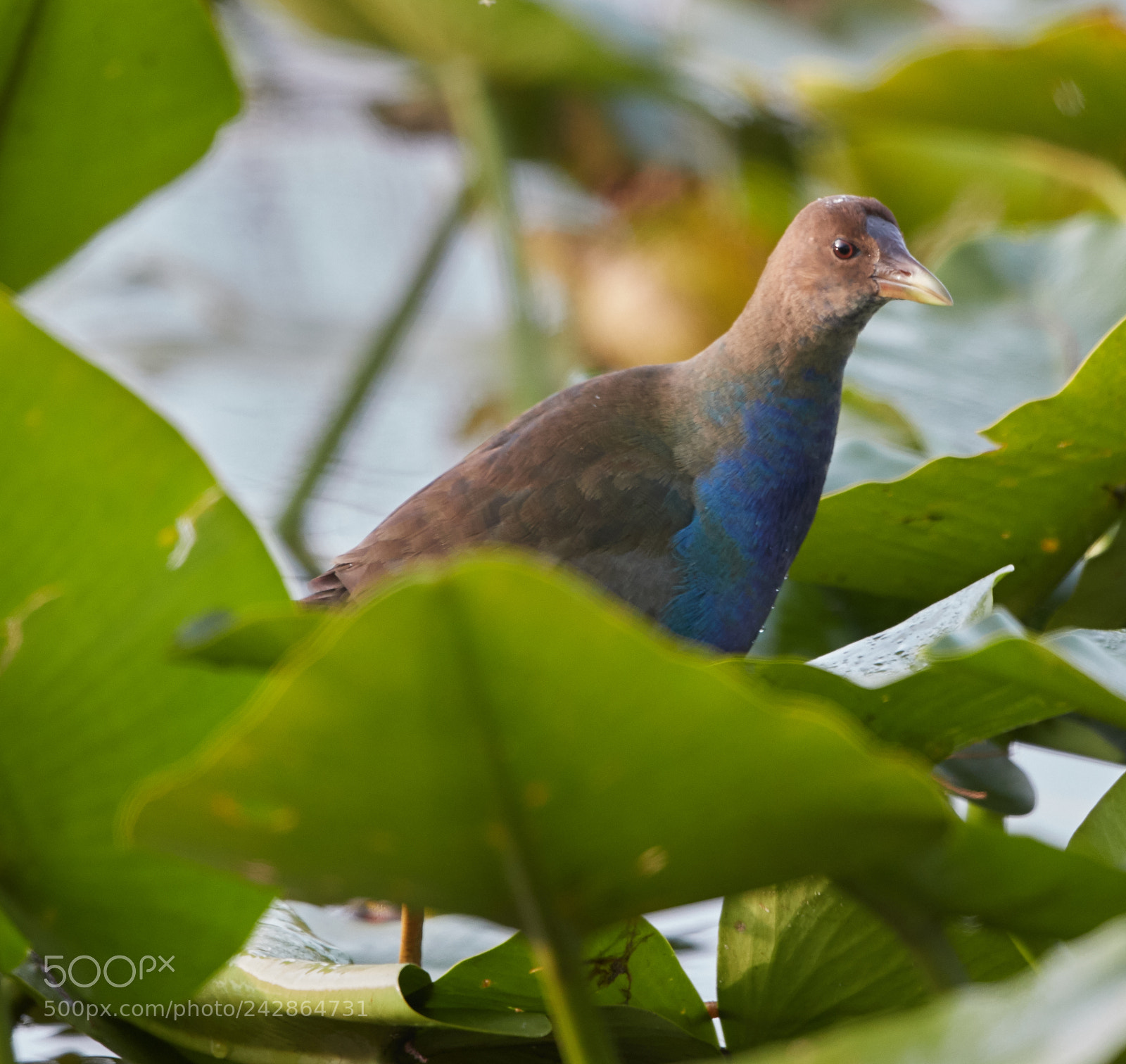 Canon EOS-1D X Mark II sample photo. 01-17-18-9904.jpg photography