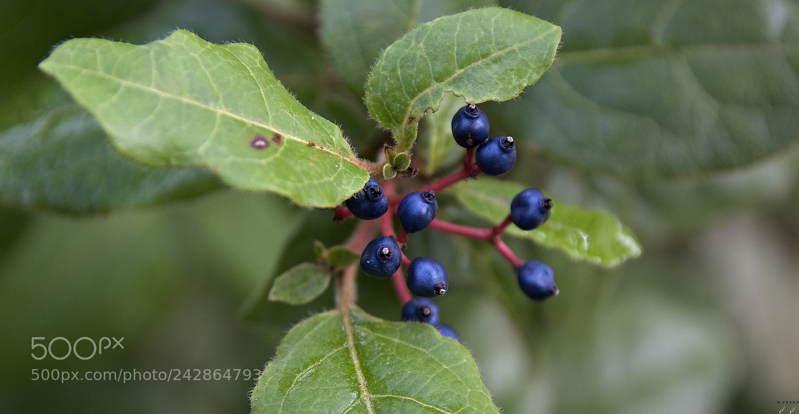 Nikon D3100 sample photo. A nice trip in photography