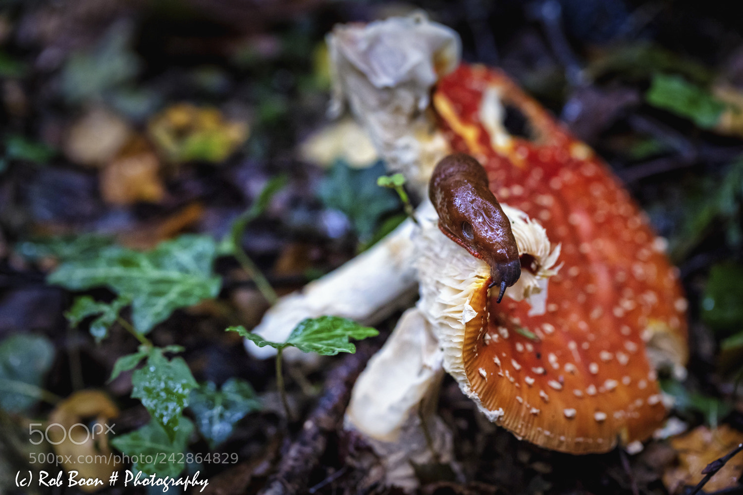 Canon EOS 5DS sample photo. Snail on the move photography