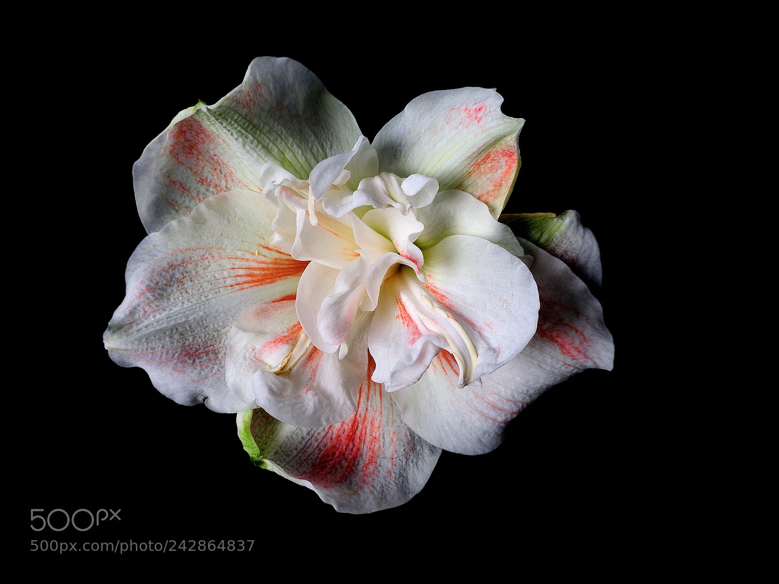 Nikon D90 sample photo. 6117-ama photography