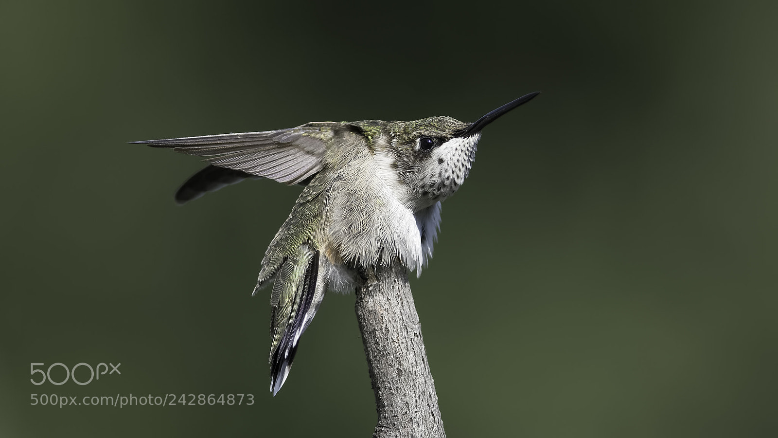 Nikon D7100 sample photo. Morning stretch and fluff photography