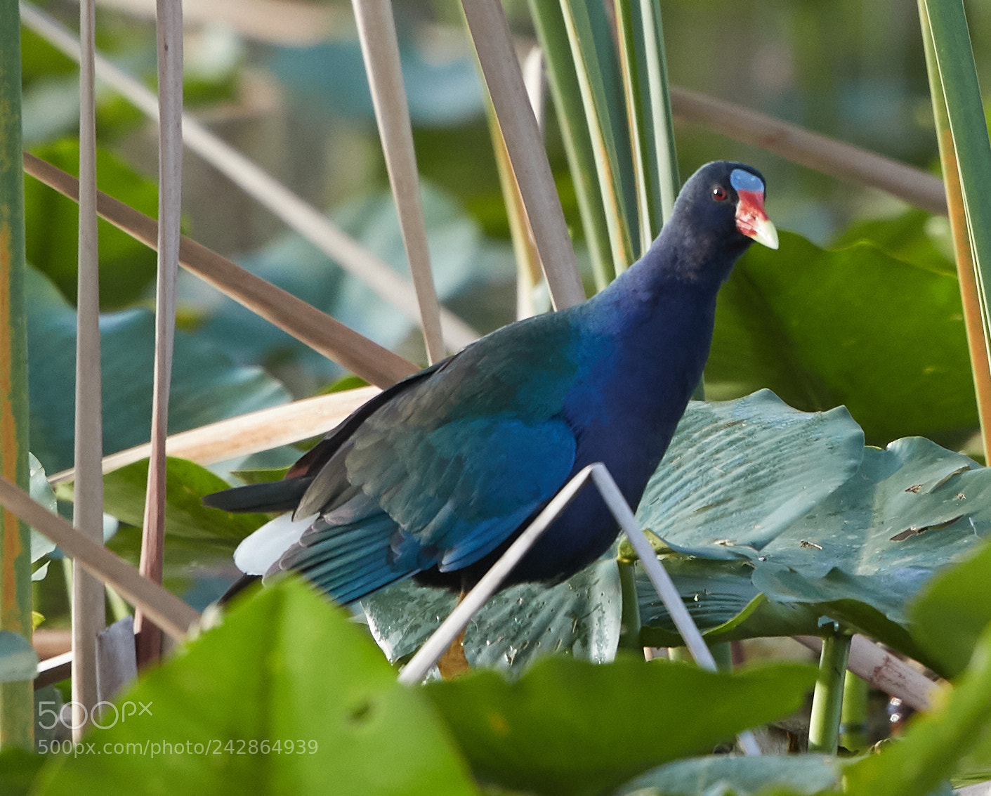 Canon EOS-1D X Mark II sample photo. 01-17-18-9858.jpg photography