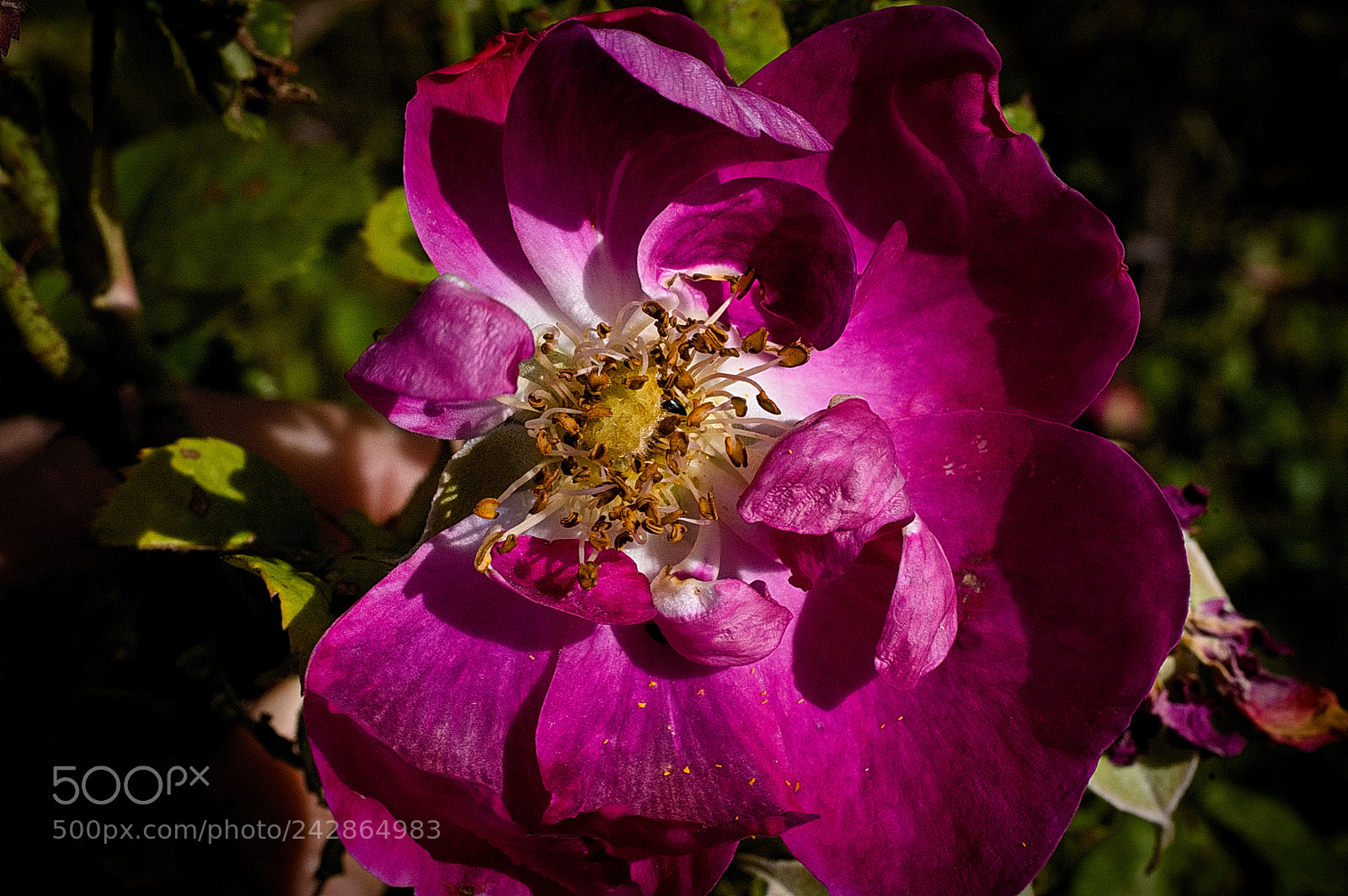 Nikon D40 sample photo. Wild rose photography