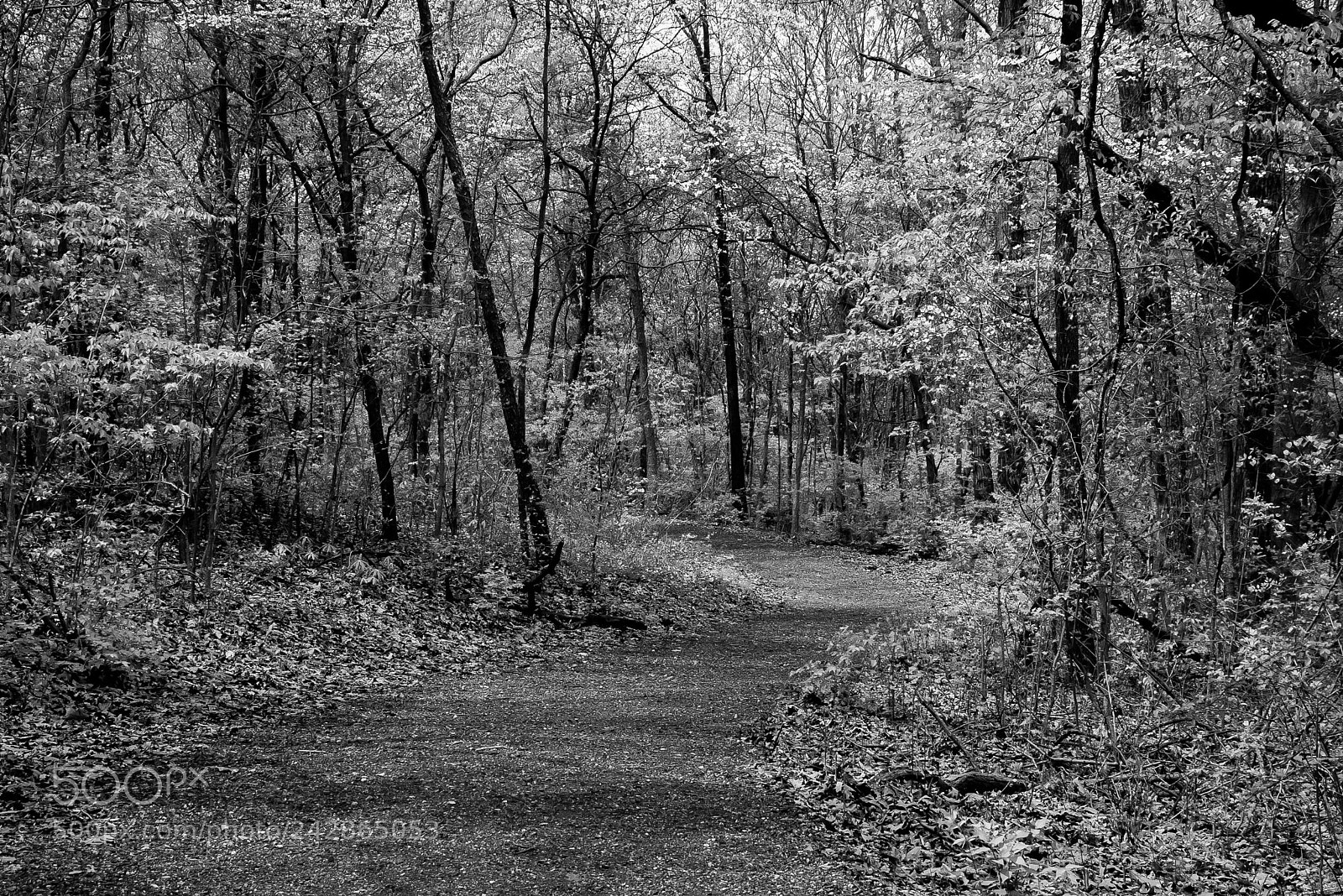 Pentax K100D sample photo. Walk in the woods 2 photography