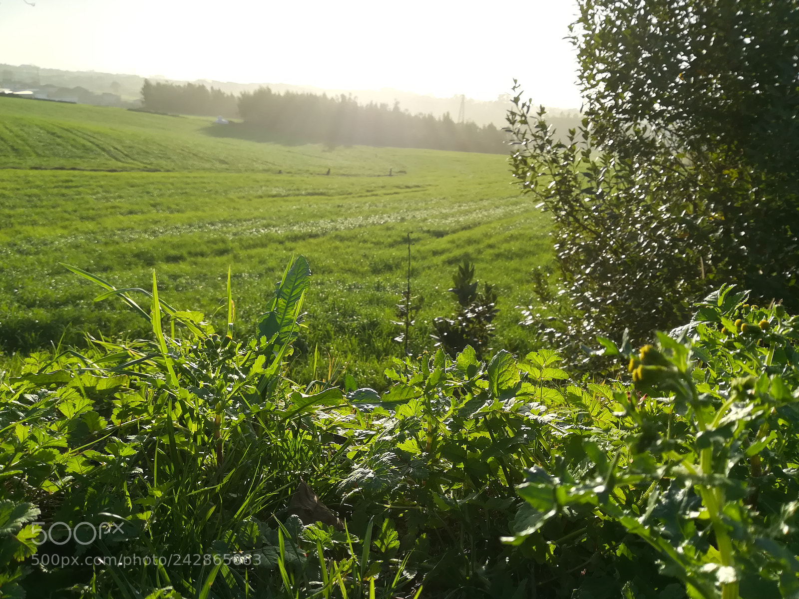 HUAWEI PRA-LX1 sample photo. Green photography