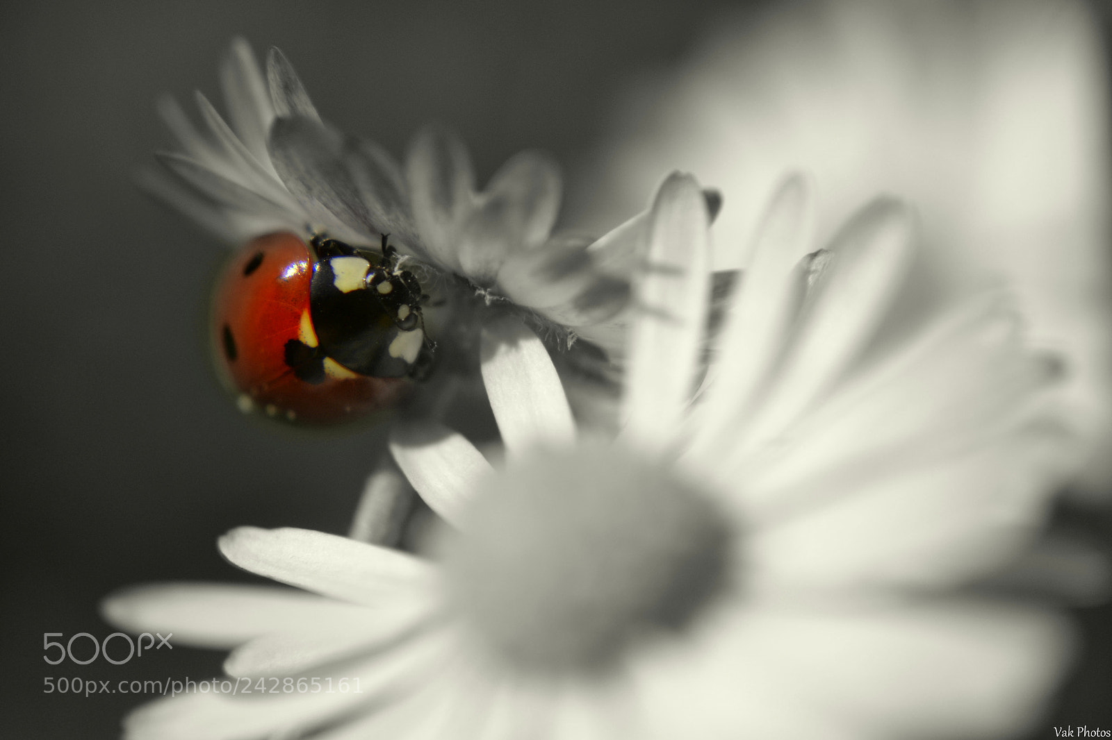 Nikon D3100 sample photo. Ladybug photography