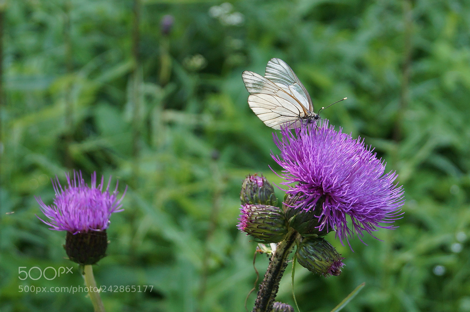 Sony SLT-A57 sample photo. Untitled photography