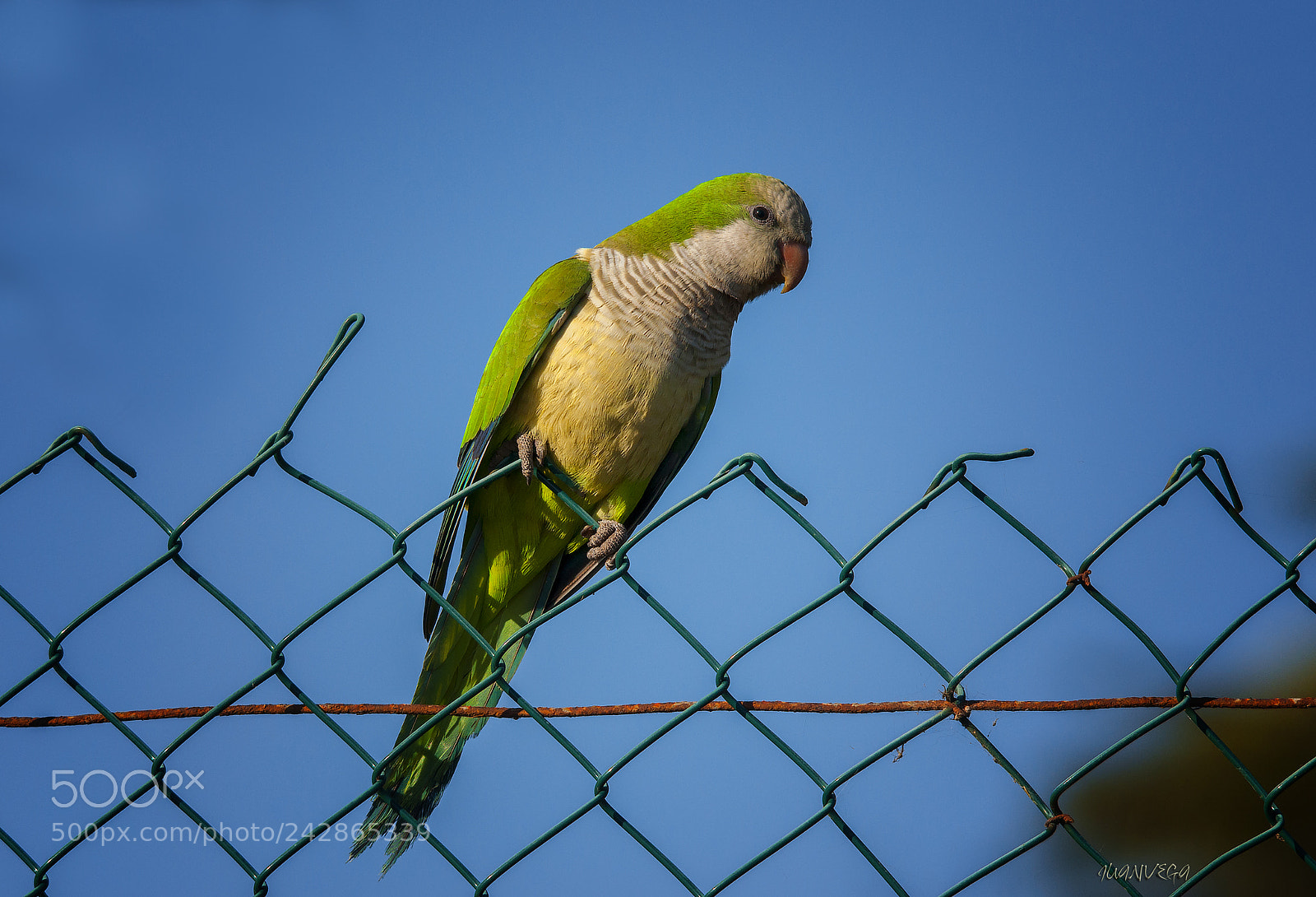 Nikon D90 sample photo. Cotorra argentina photography
