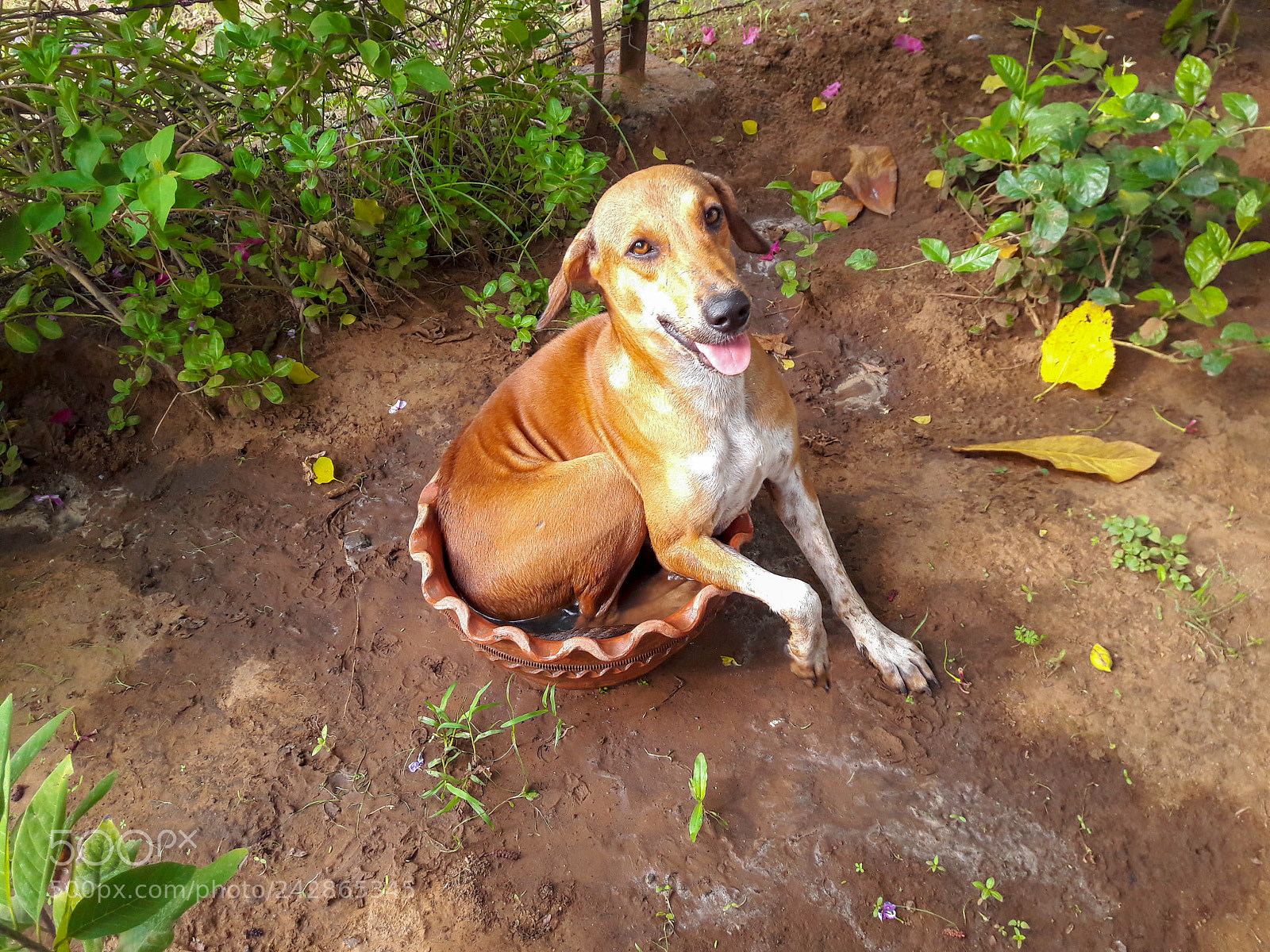 Samsung Galaxy J7 sample photo. Cooldown doggy photography