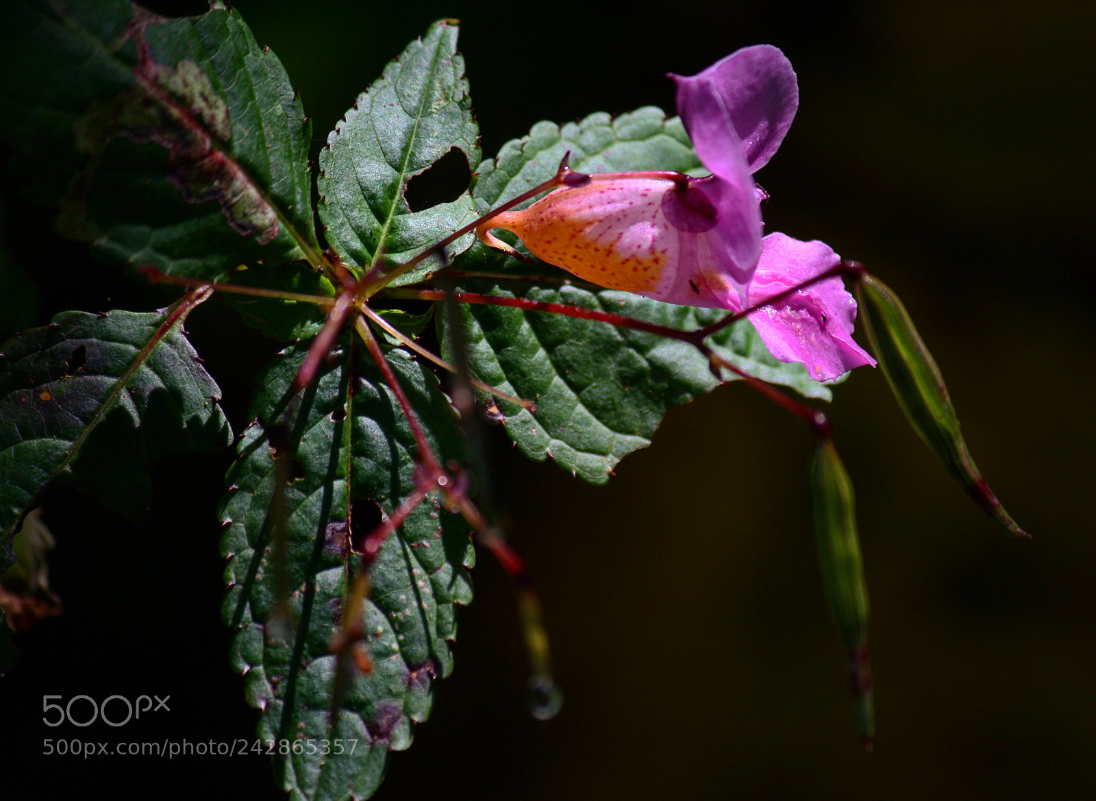 Canon EOS 1000D (EOS Digital Rebel XS / EOS Kiss F) sample photo. Valley of flowers photography