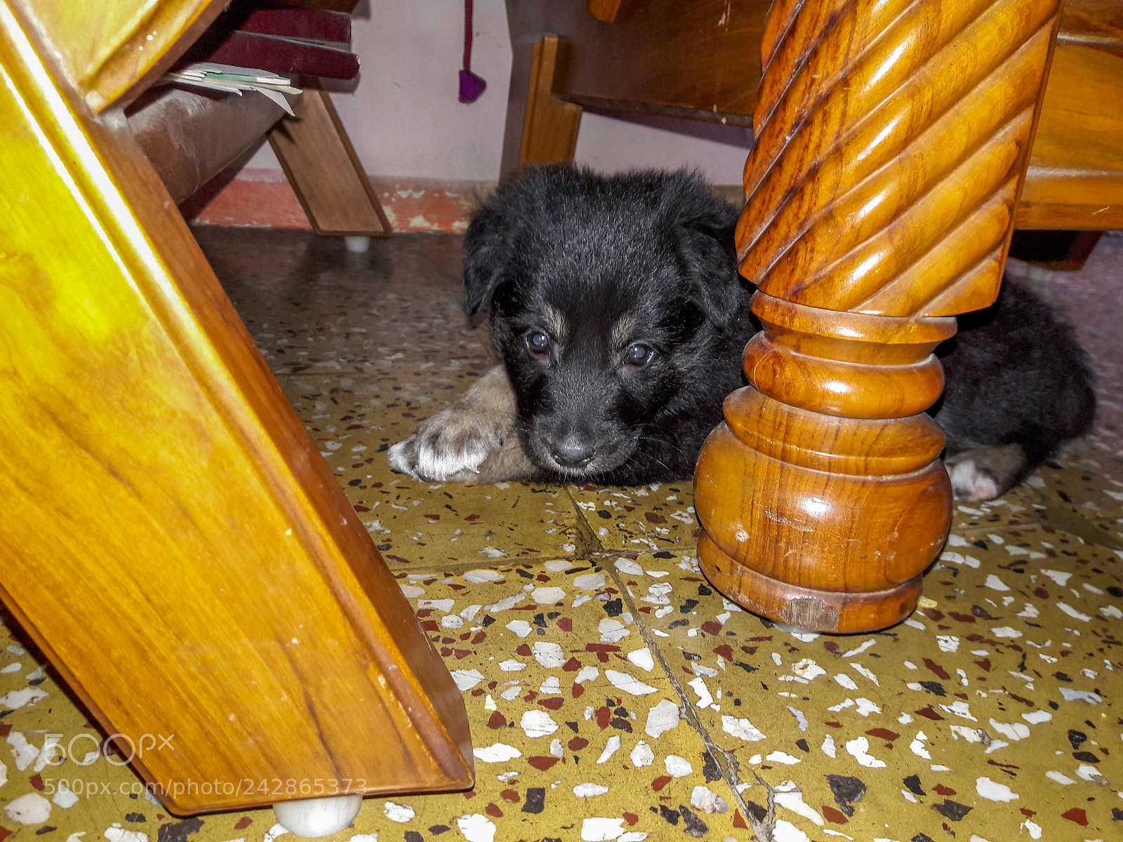 Samsung Galaxy J7 sample photo. Baby german shepherd photography