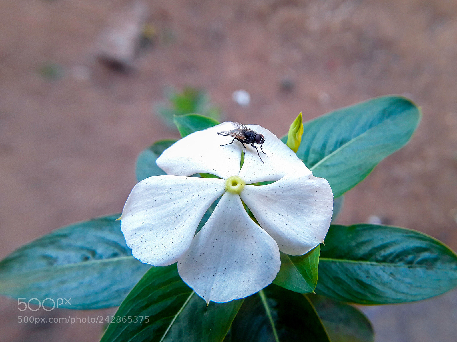 Samsung Galaxy J7 sample photo. Being bee photography