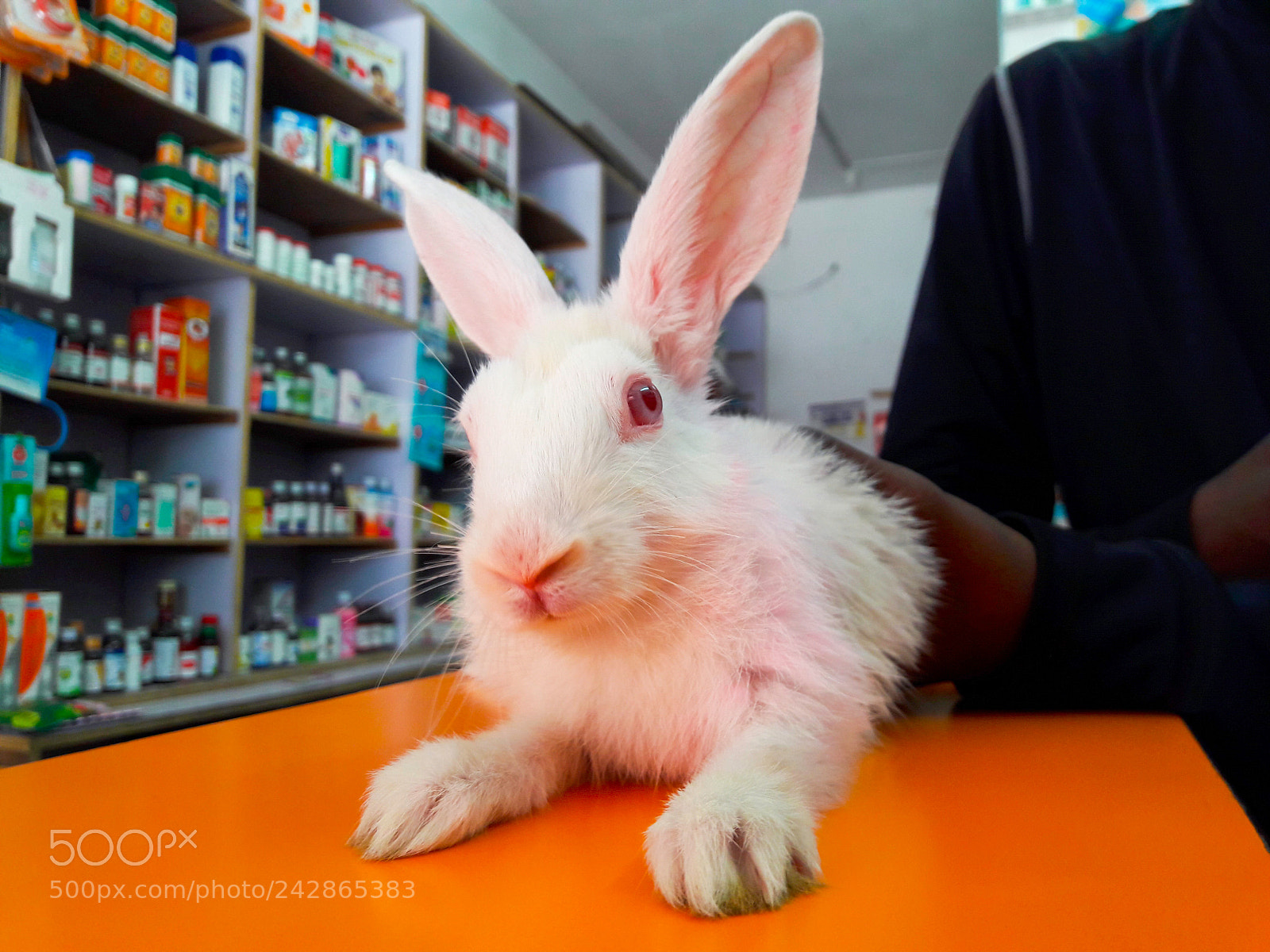 Samsung Galaxy J7 sample photo. White pet photography