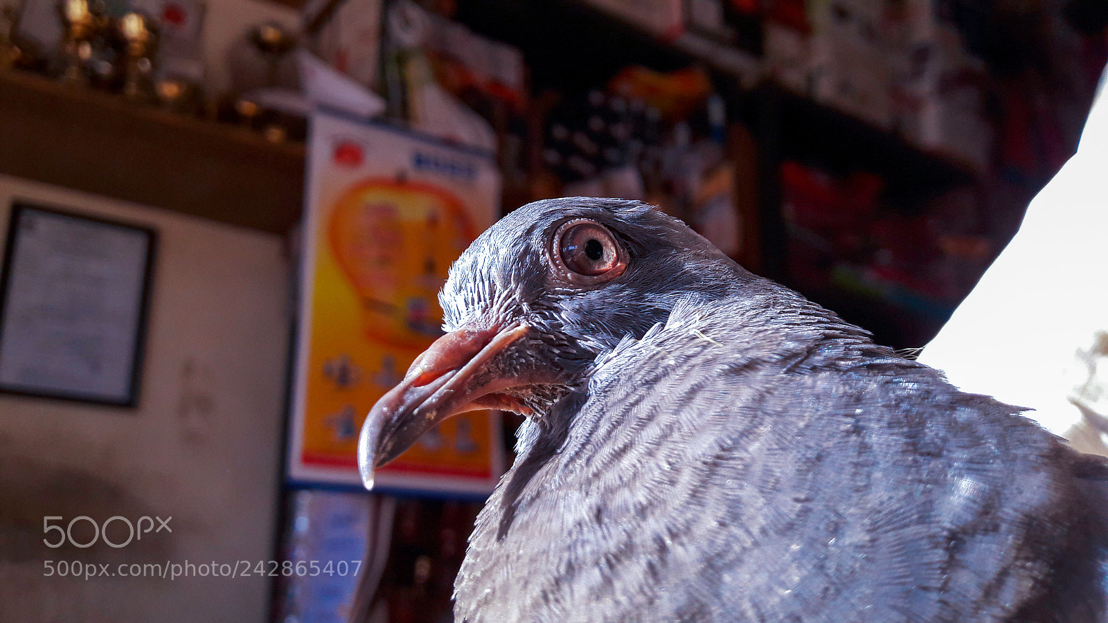 Samsung Galaxy J7 sample photo. Indian dove have faith photography