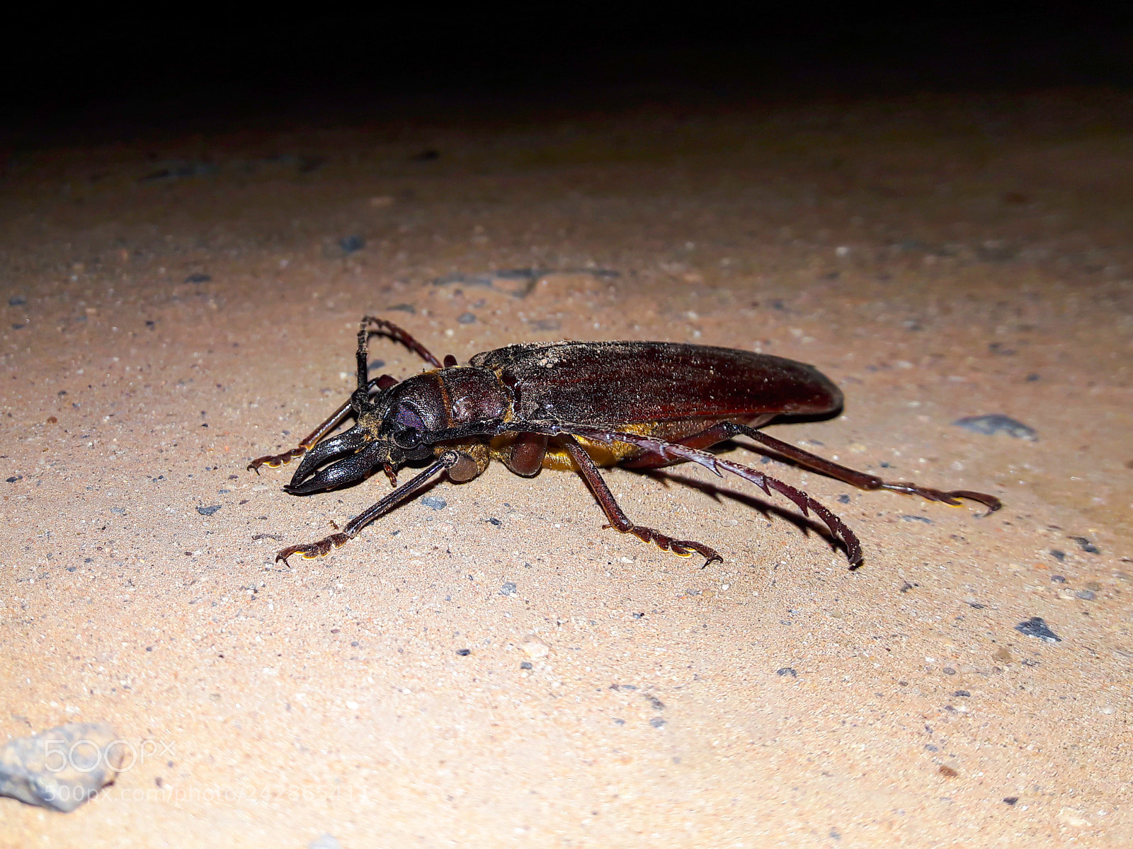 Samsung Galaxy J7 sample photo. Sideview killer insect photography