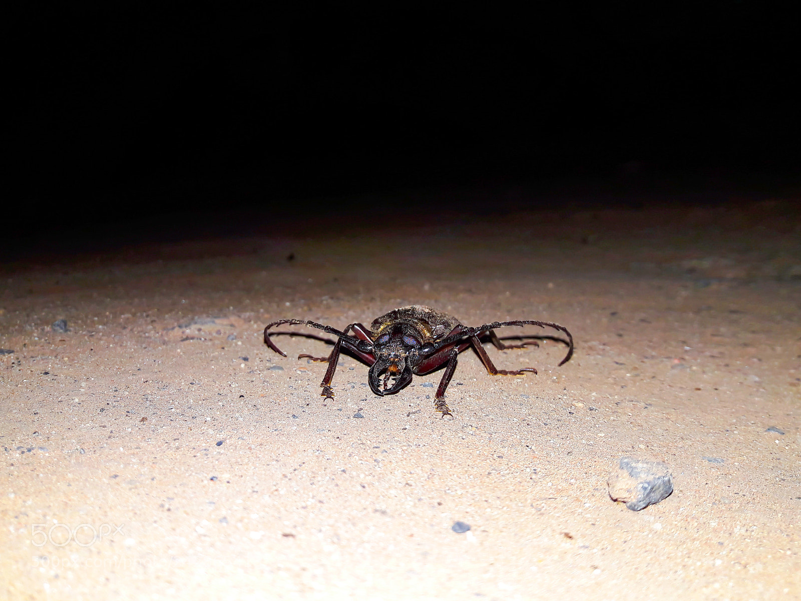 Samsung Galaxy J7 sample photo. Killer insect photography