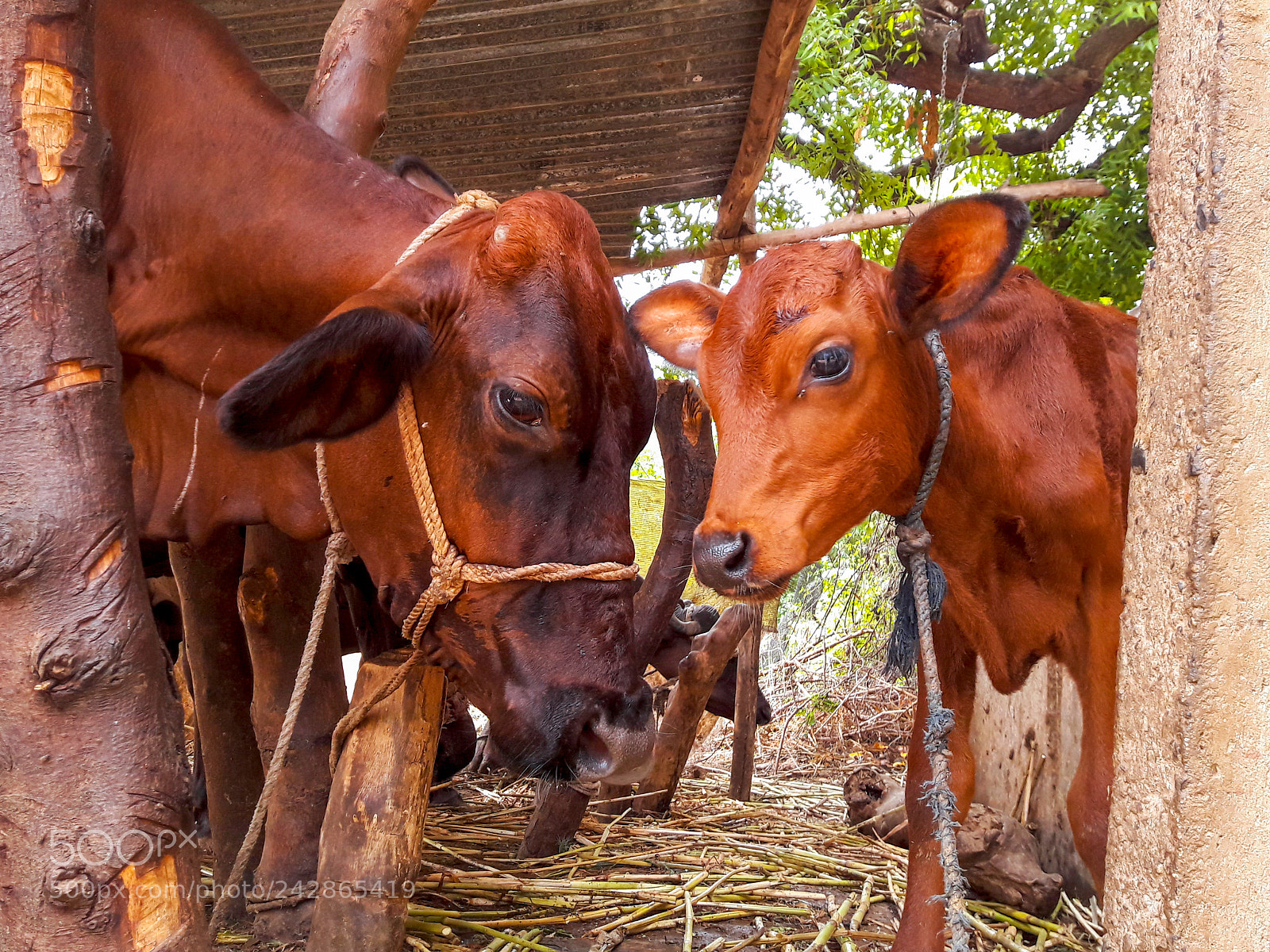 Samsung Galaxy J7 sample photo. Red cow family photography