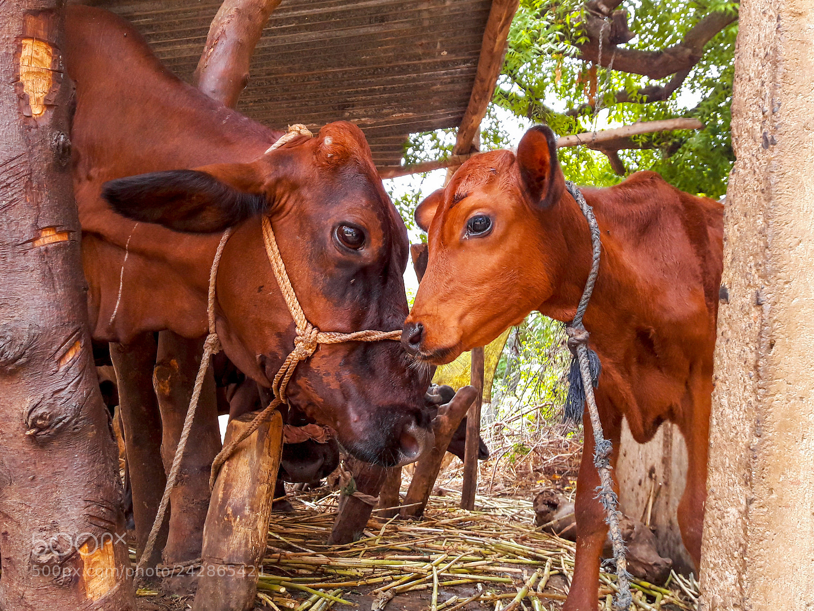 Samsung Galaxy J7 sample photo. Red cow and her photography