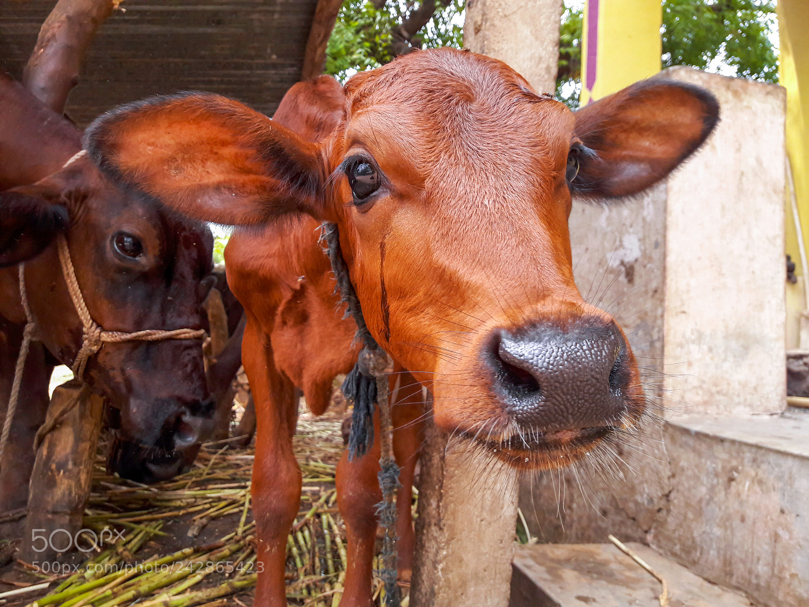 Samsung Galaxy J7 sample photo. Front face red cow photography
