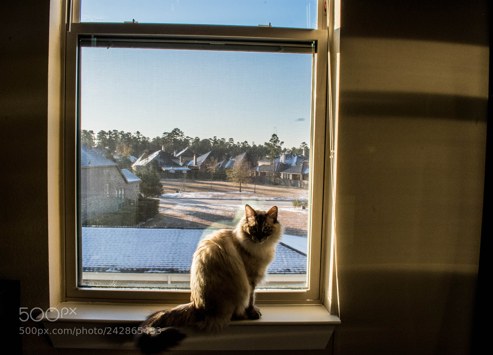 Nikon D3400 sample photo. Piaf the cat photography