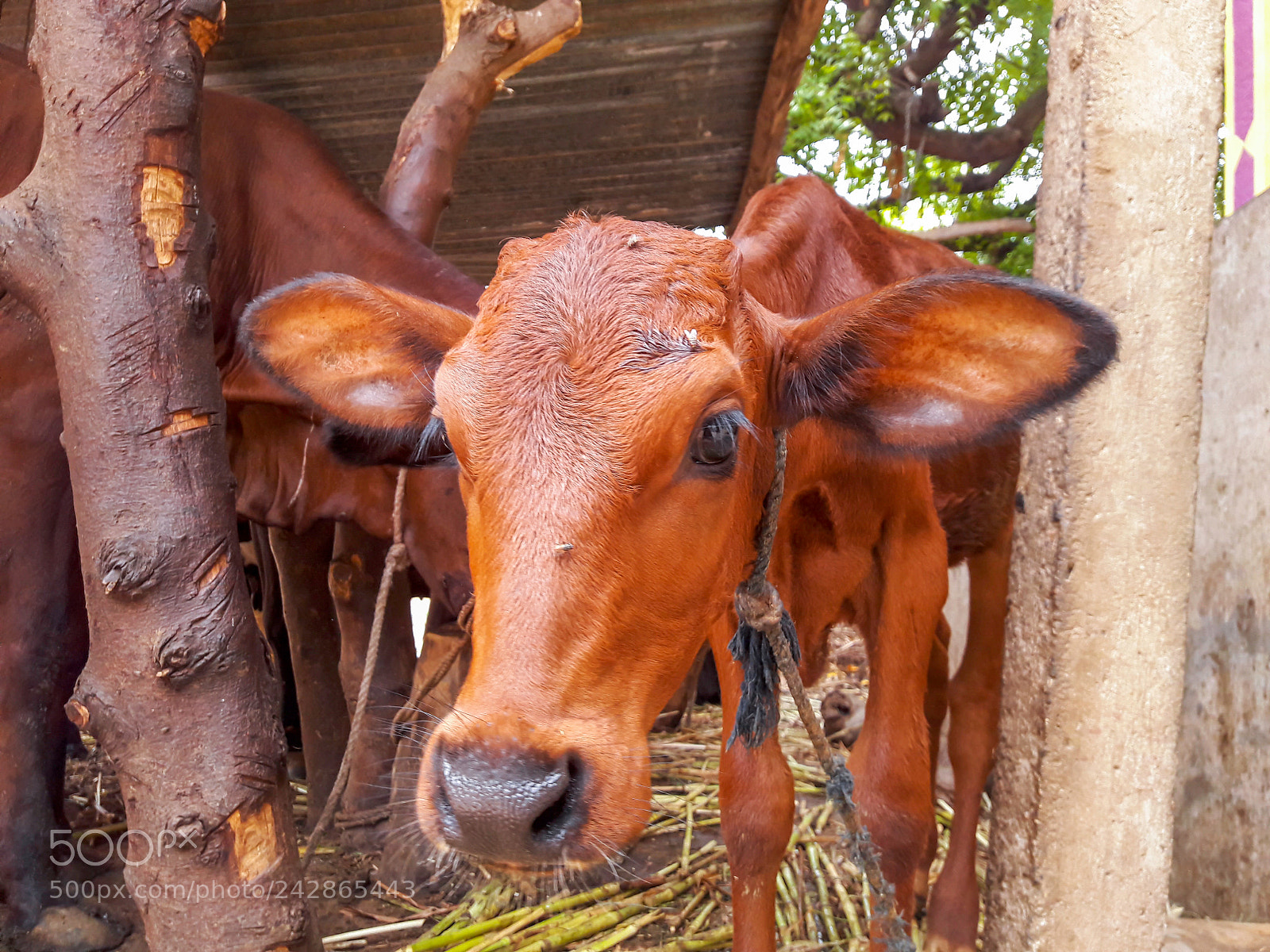 Samsung Galaxy J7 sample photo. 1st child red cow photography