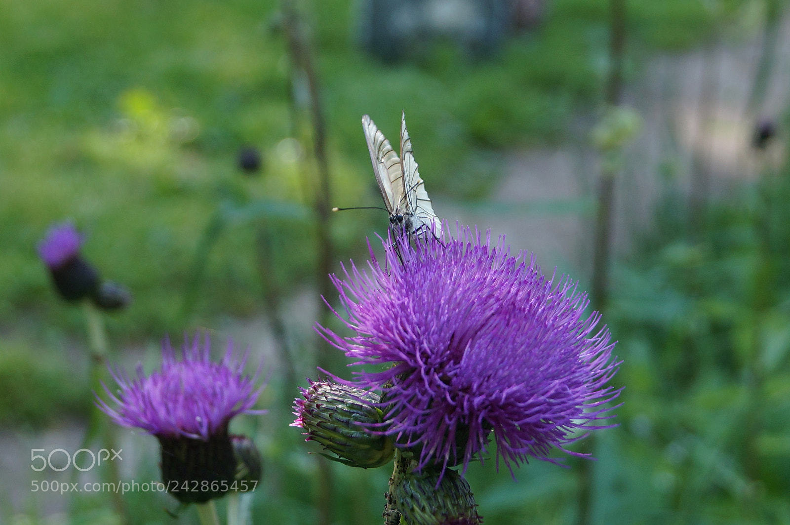 Sony SLT-A57 sample photo. Untitled photography