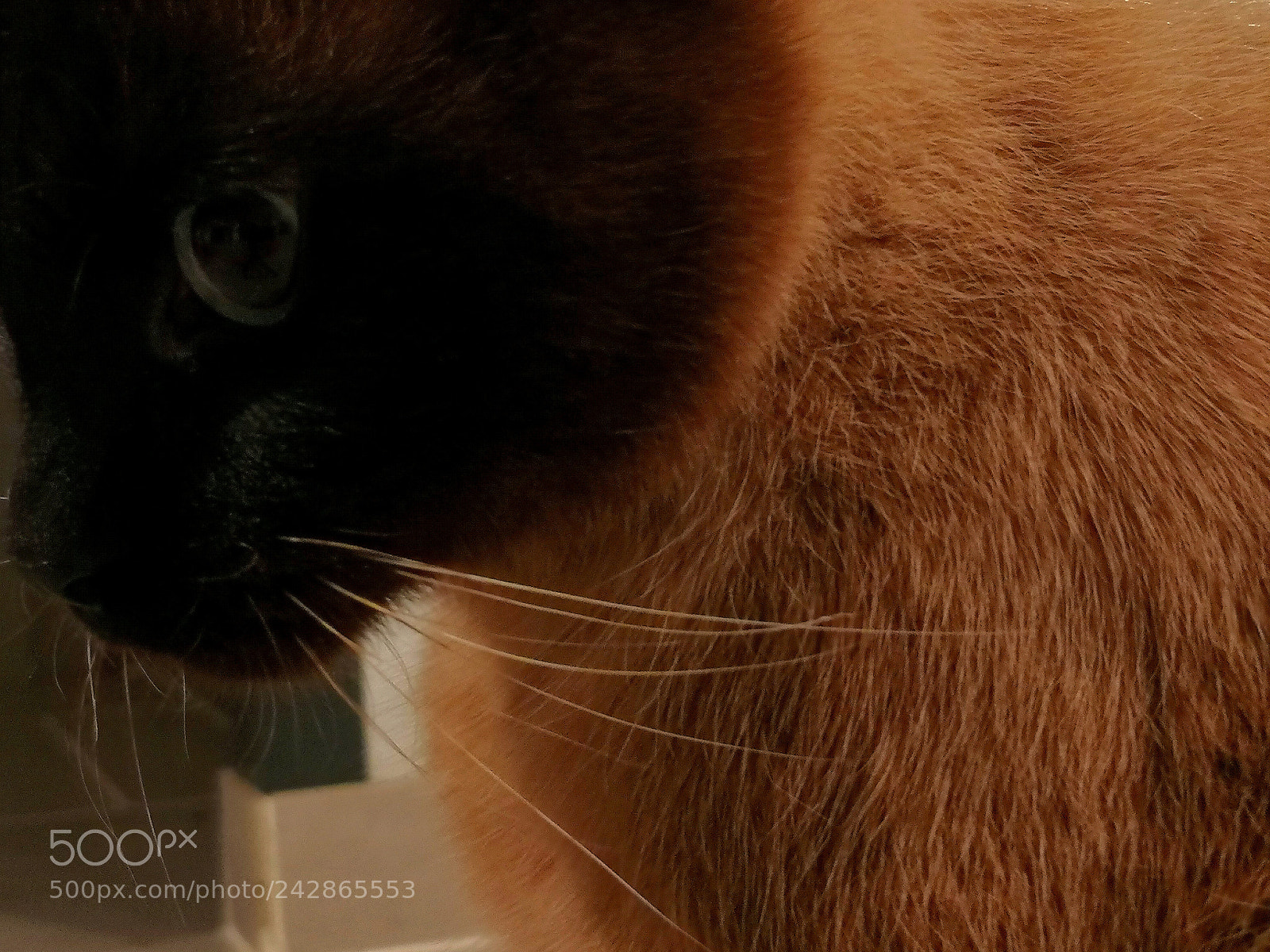 HUAWEI Mate 10 Pro sample photo. Cat photography