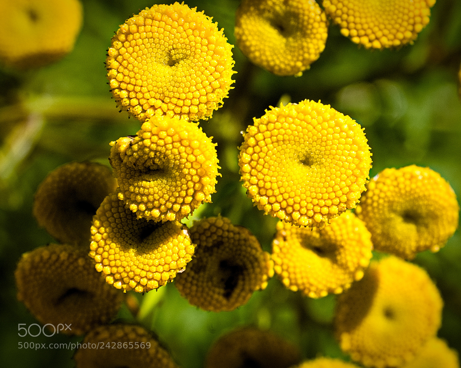 Nikon D40 sample photo. Tanacetum vulgare photography