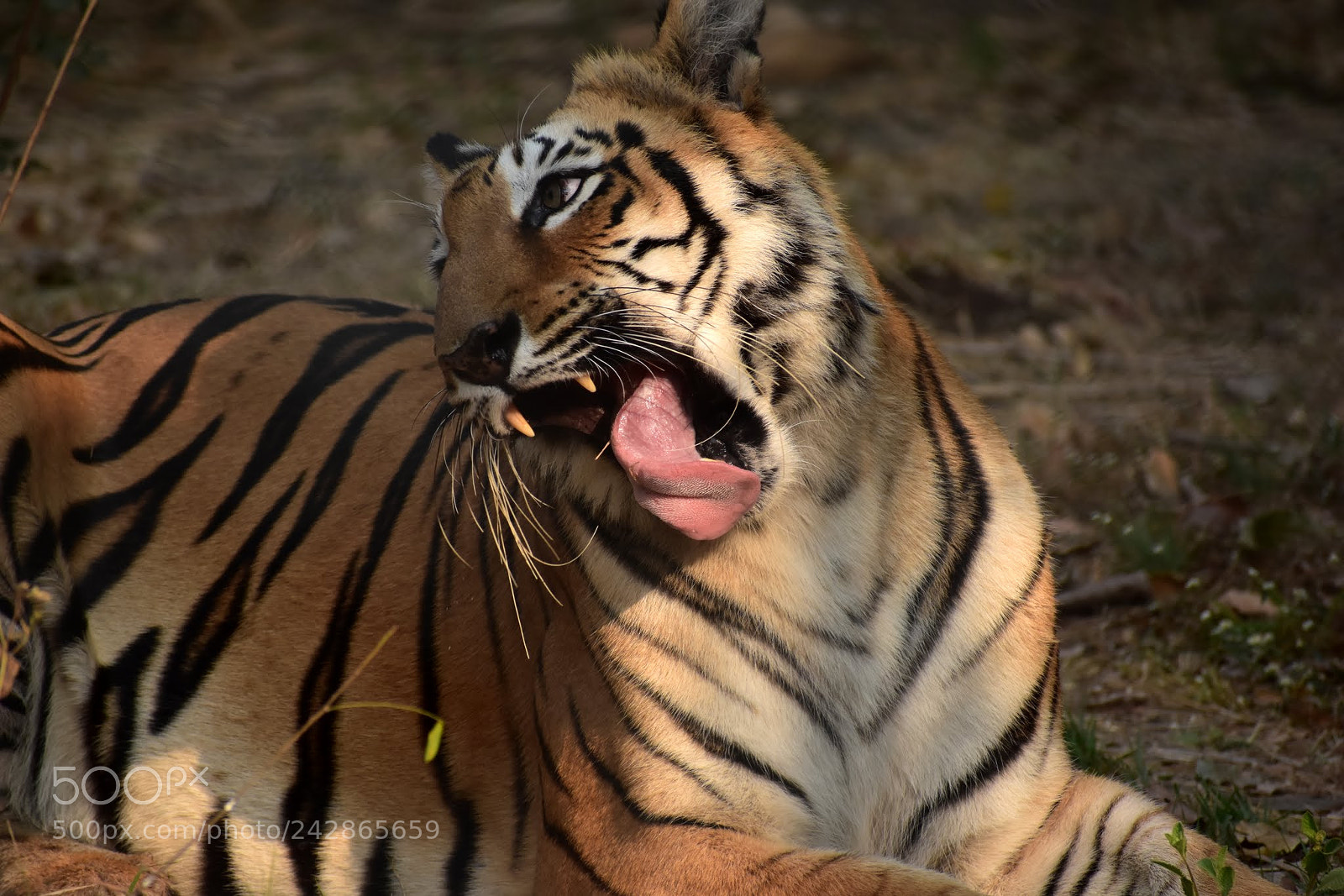 Nikon D7200 sample photo. Untitled photography