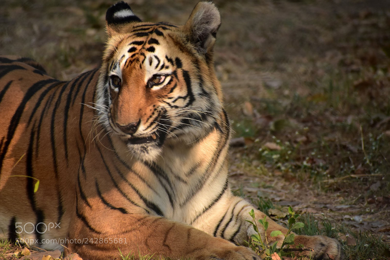 Nikon D7200 sample photo. Untitled photography