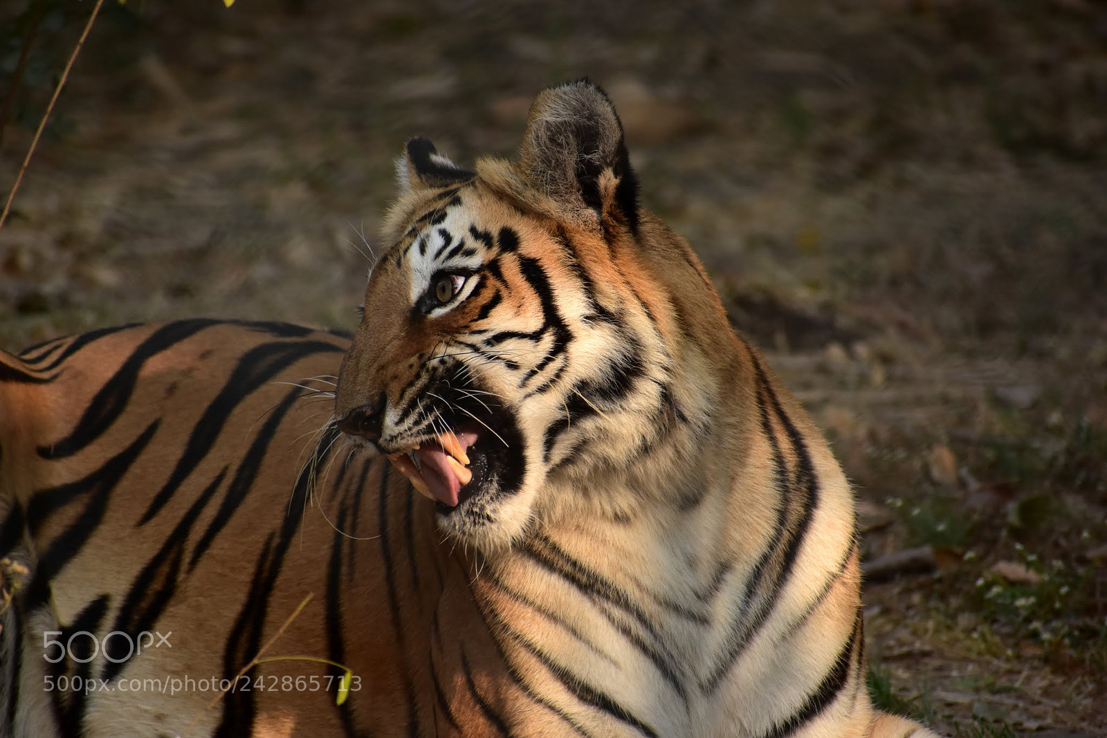 Nikon D7200 sample photo. Untitled photography