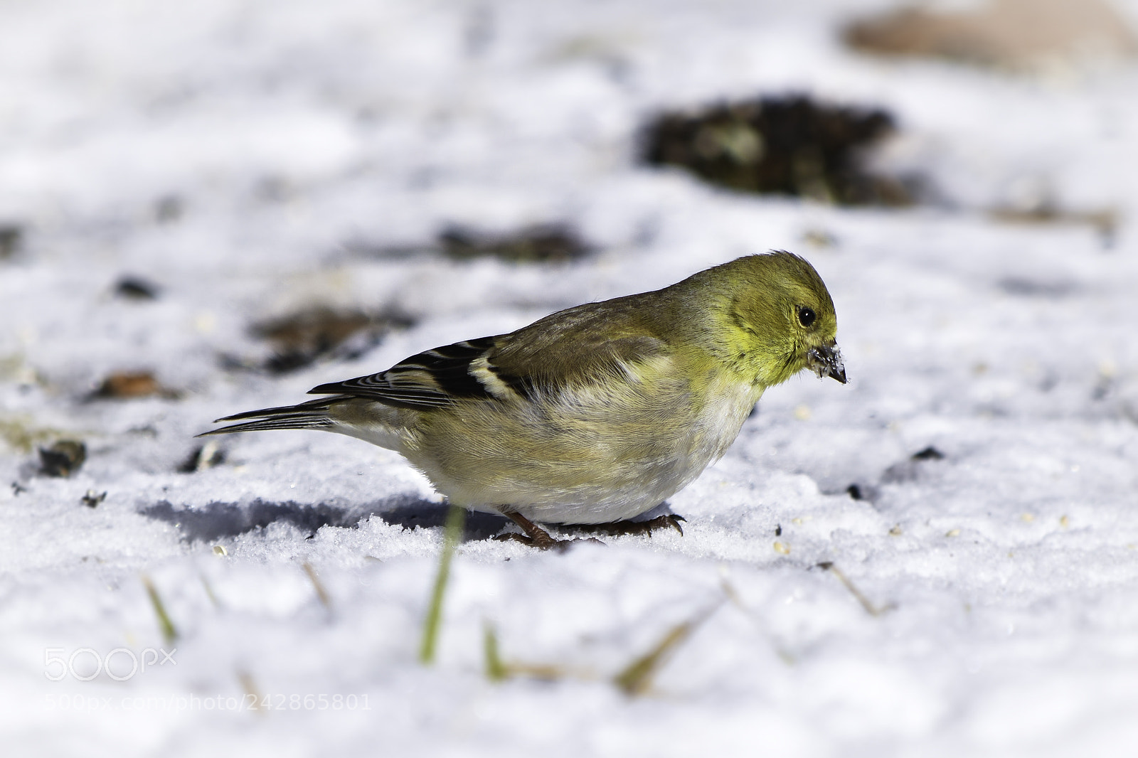 Nikon D5500 sample photo. American goldfinch photography
