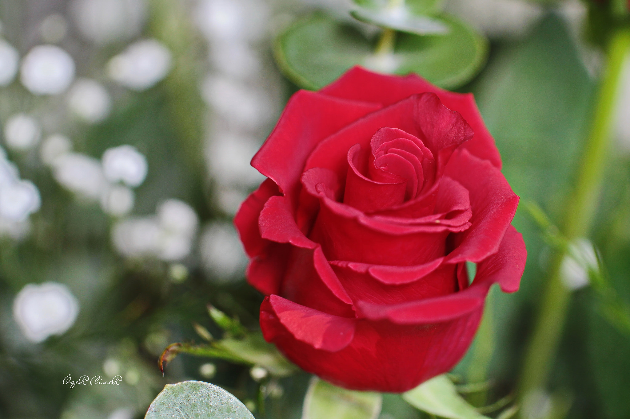 Canon EOS 7D + Canon EF 100mm F2.8L Macro IS USM sample photo. Red rose photography