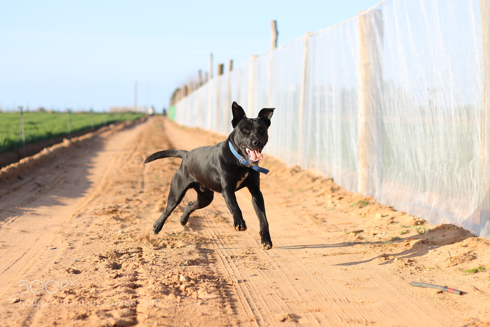 Canon EOS 70D + Canon EF 50mm F1.8 II sample photo. Doggy fun photography
