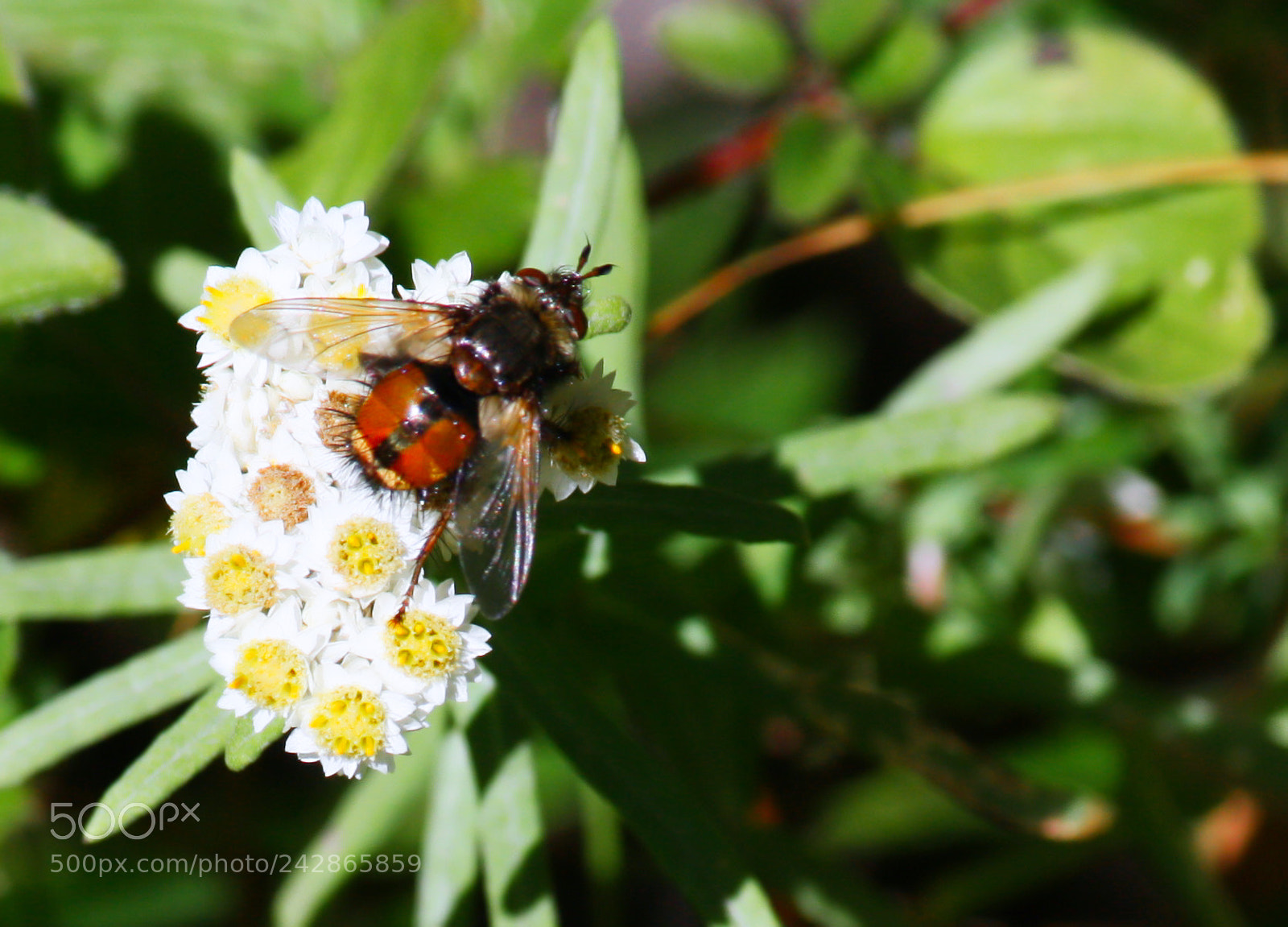 Canon EOS 1000D (EOS Digital Rebel XS / EOS Kiss F) sample photo. Pollination photography