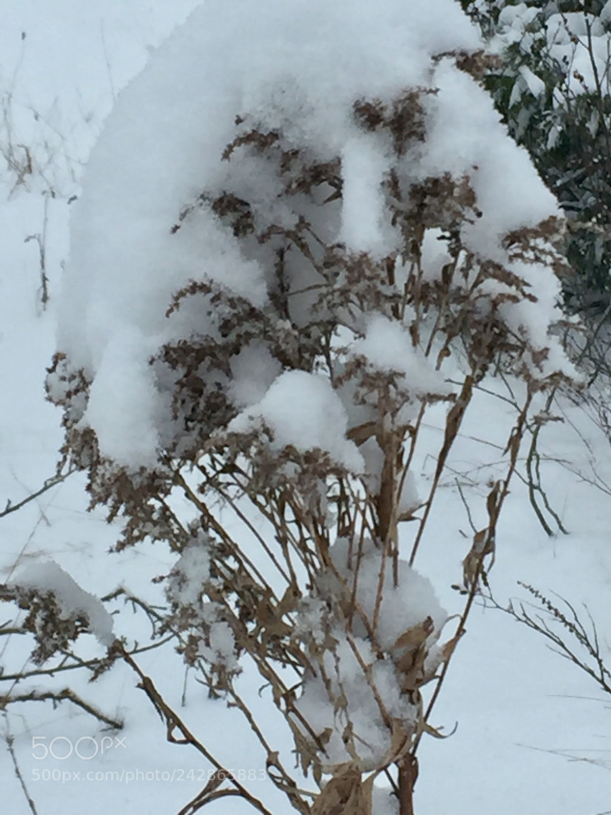 Apple iPhone 6 sample photo. Snow covered weed grass photography