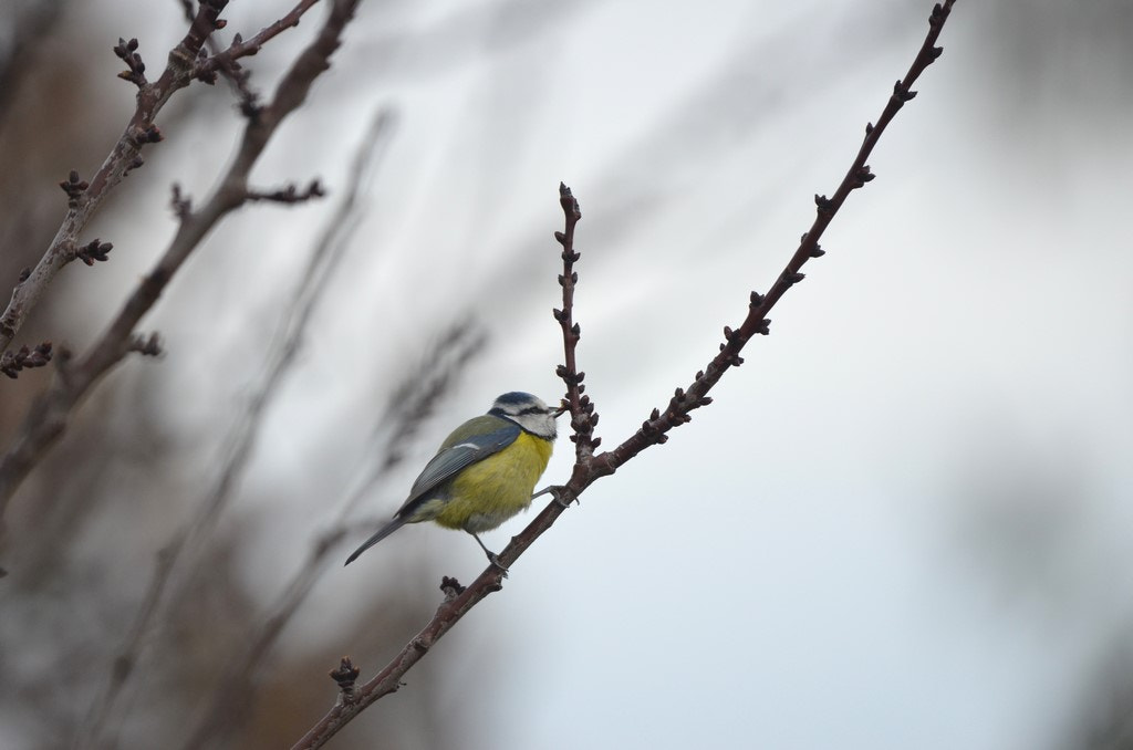 Nikon D5100 + Sigma 150-600mm F5-6.3 DG OS HSM | C sample photo. Mésange bleue photography