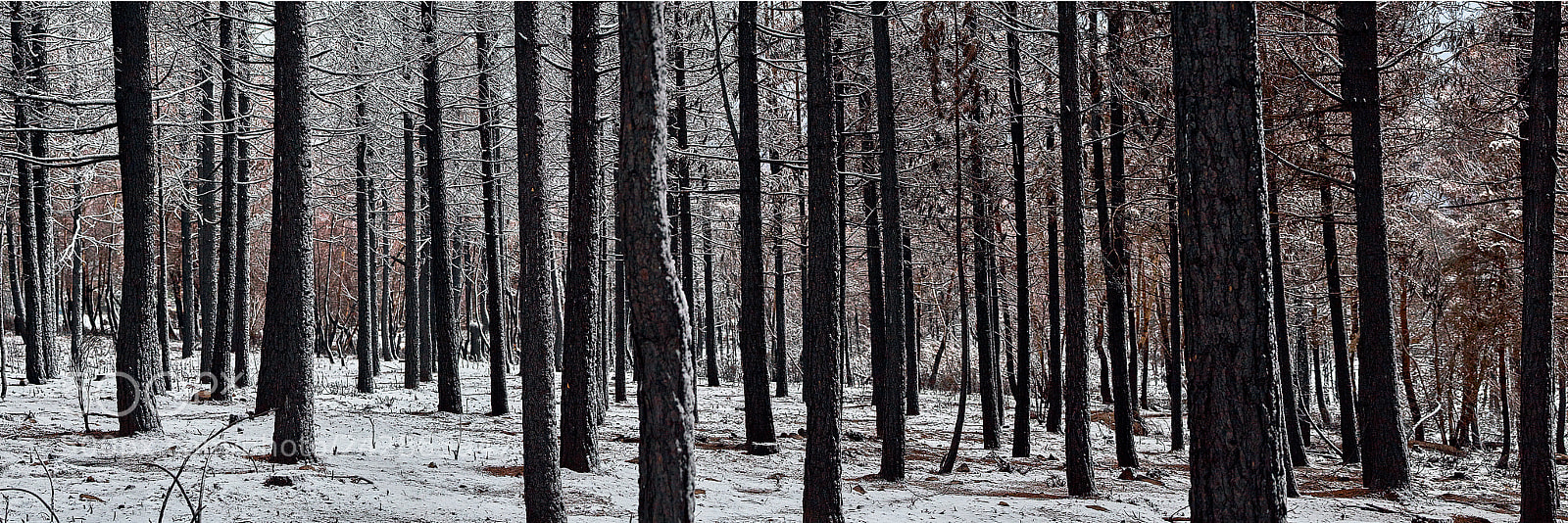 Sony a7 II sample photo. First snow photography