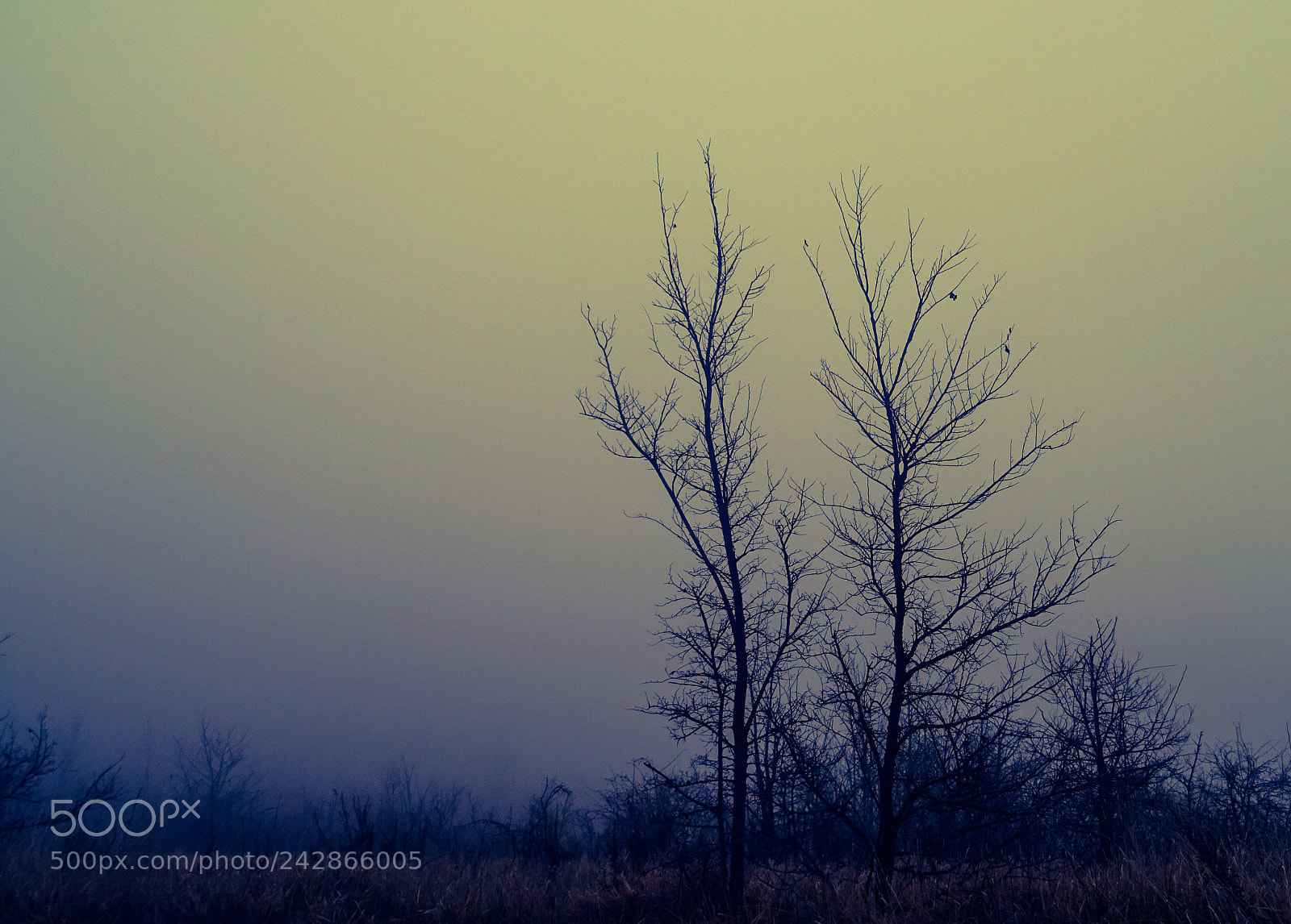 Sony DSC-HX60 sample photo. Foggy morn photography