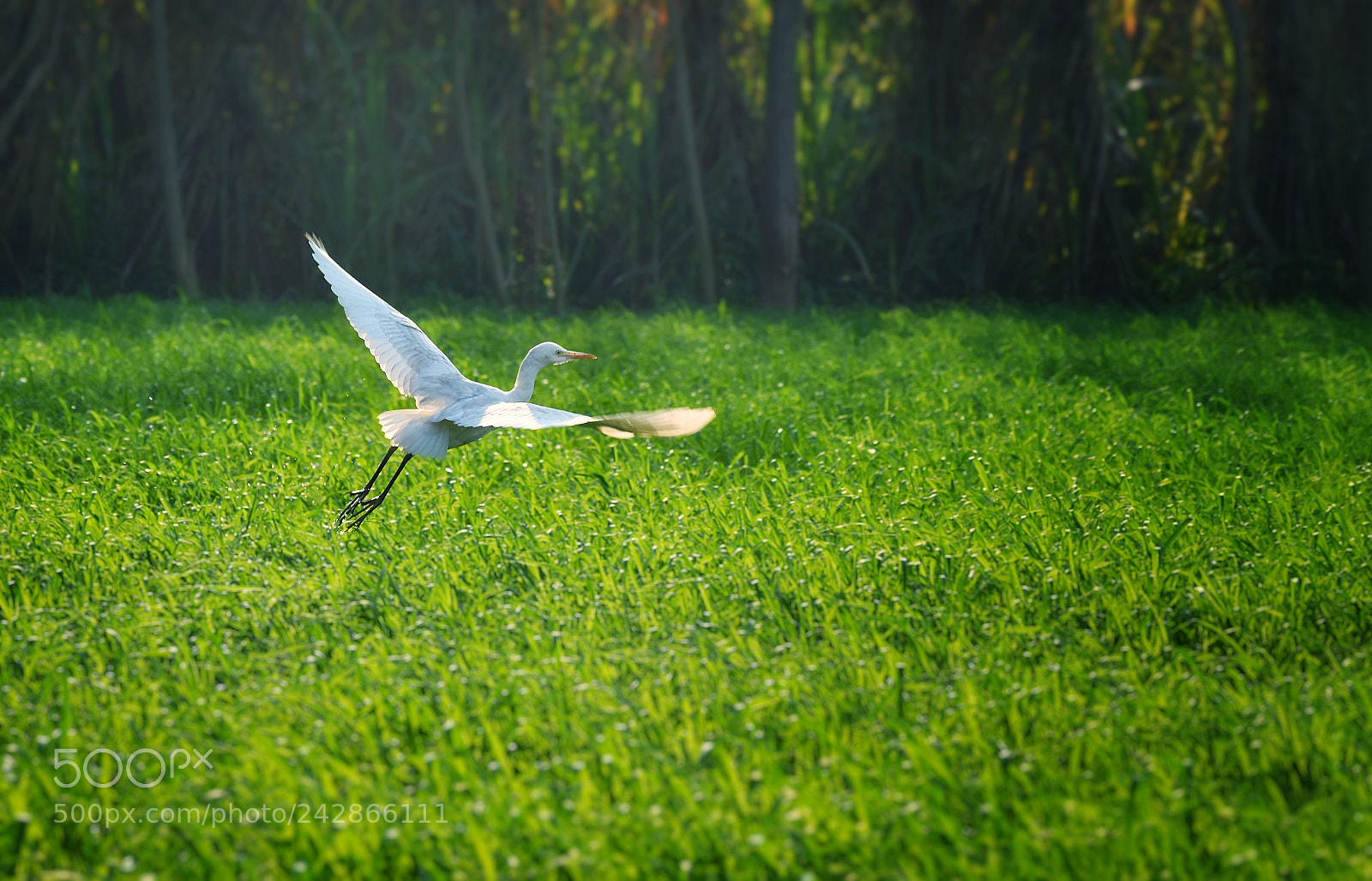 Nikon D5500 sample photo. Heron photography