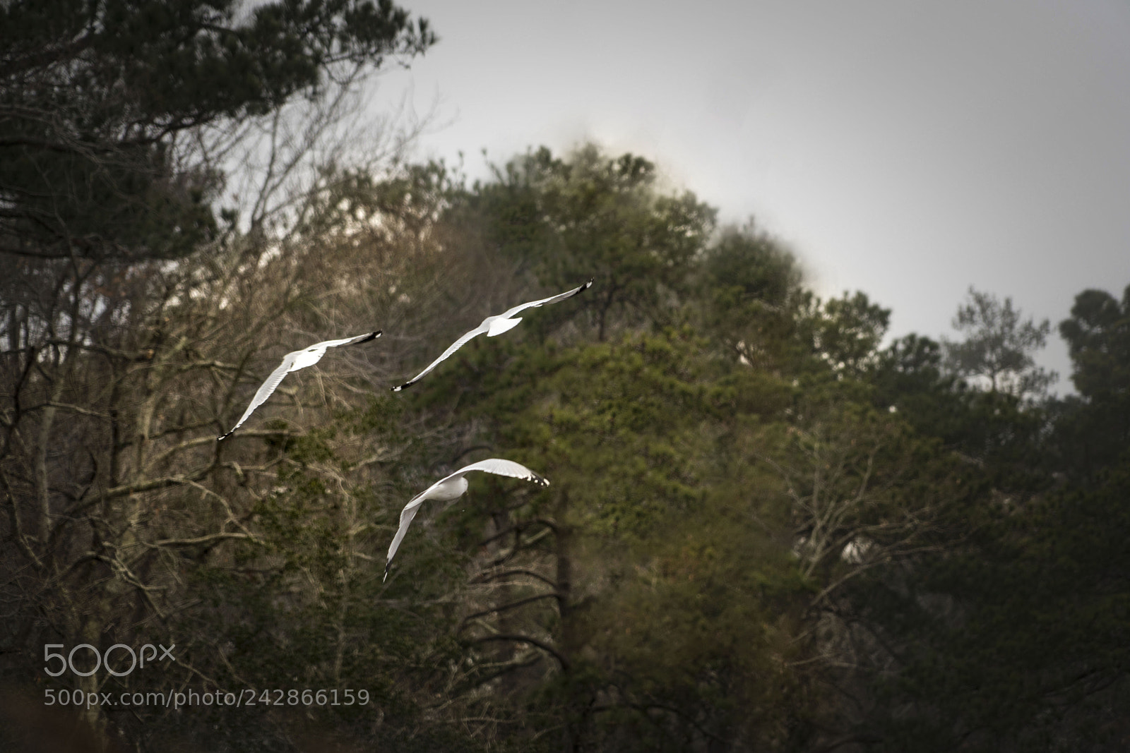 Sony a7R III sample photo. Seagulls in flight in photography