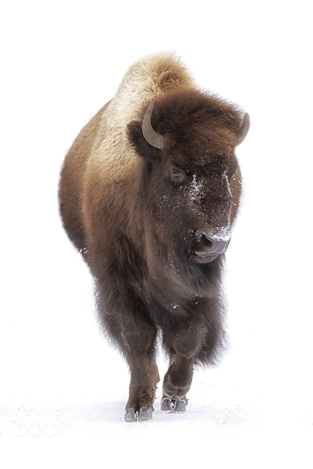 Nikon D810 sample photo. Standoff photography