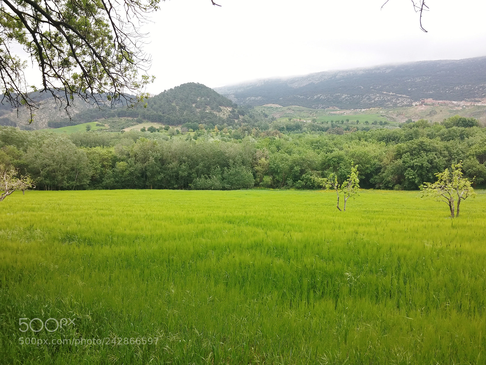 LG G2 sample photo. Spring 2 photography