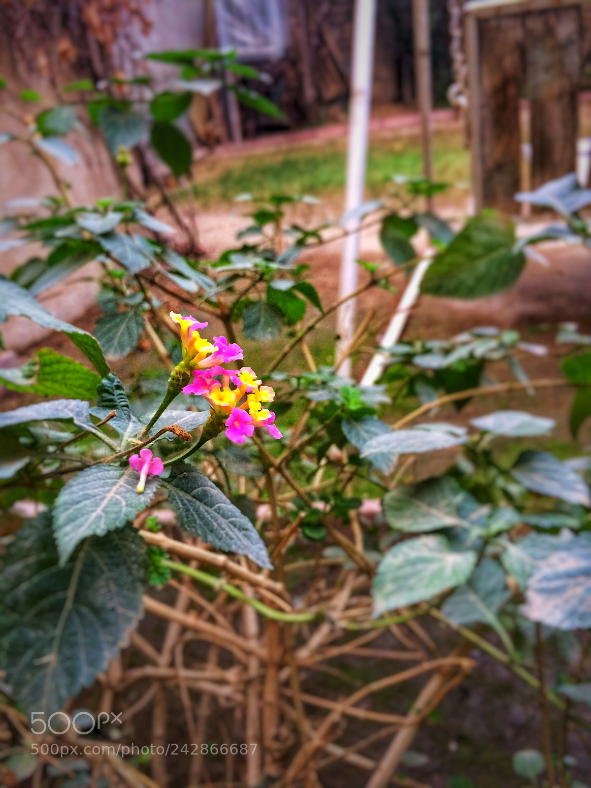 Apple iPhone 5s sample photo. Untitled photography