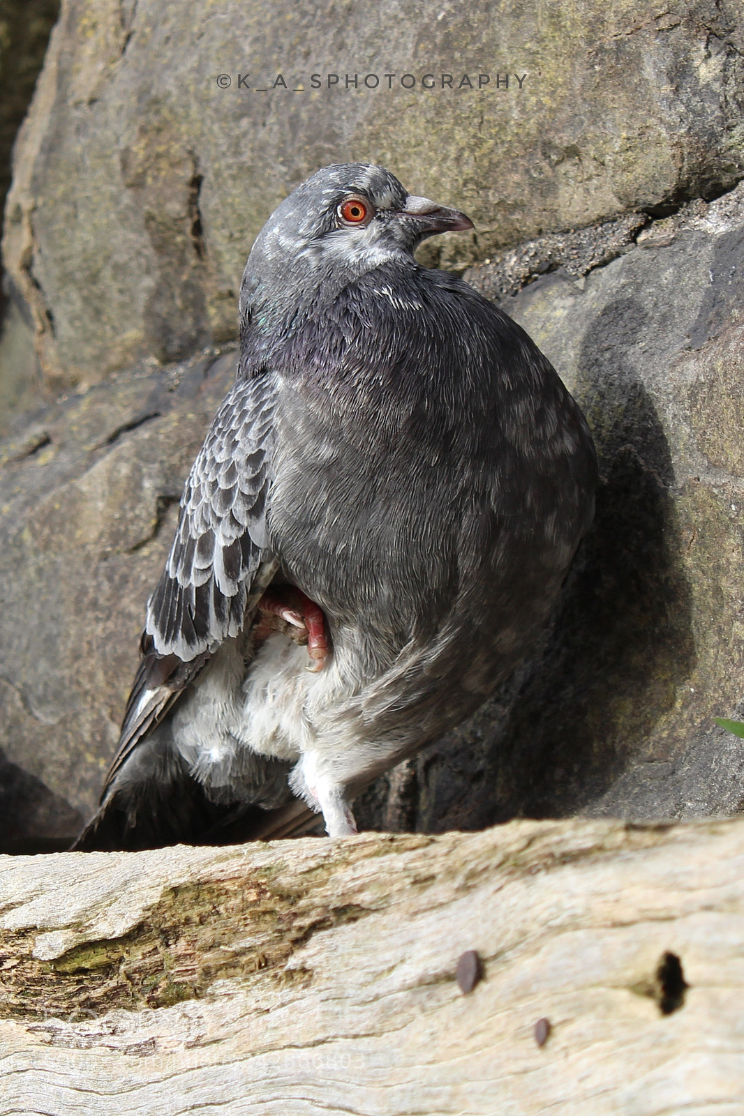 Canon EOS 1200D (EOS Rebel T5 / EOS Kiss X70 / EOS Hi) sample photo. Poorly pigeon photography