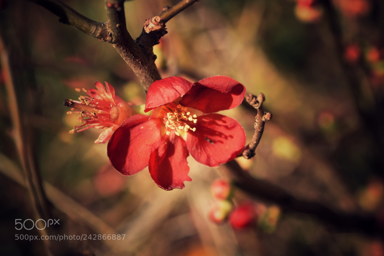 Nikon D5600 sample photo. Wild apple flower photography