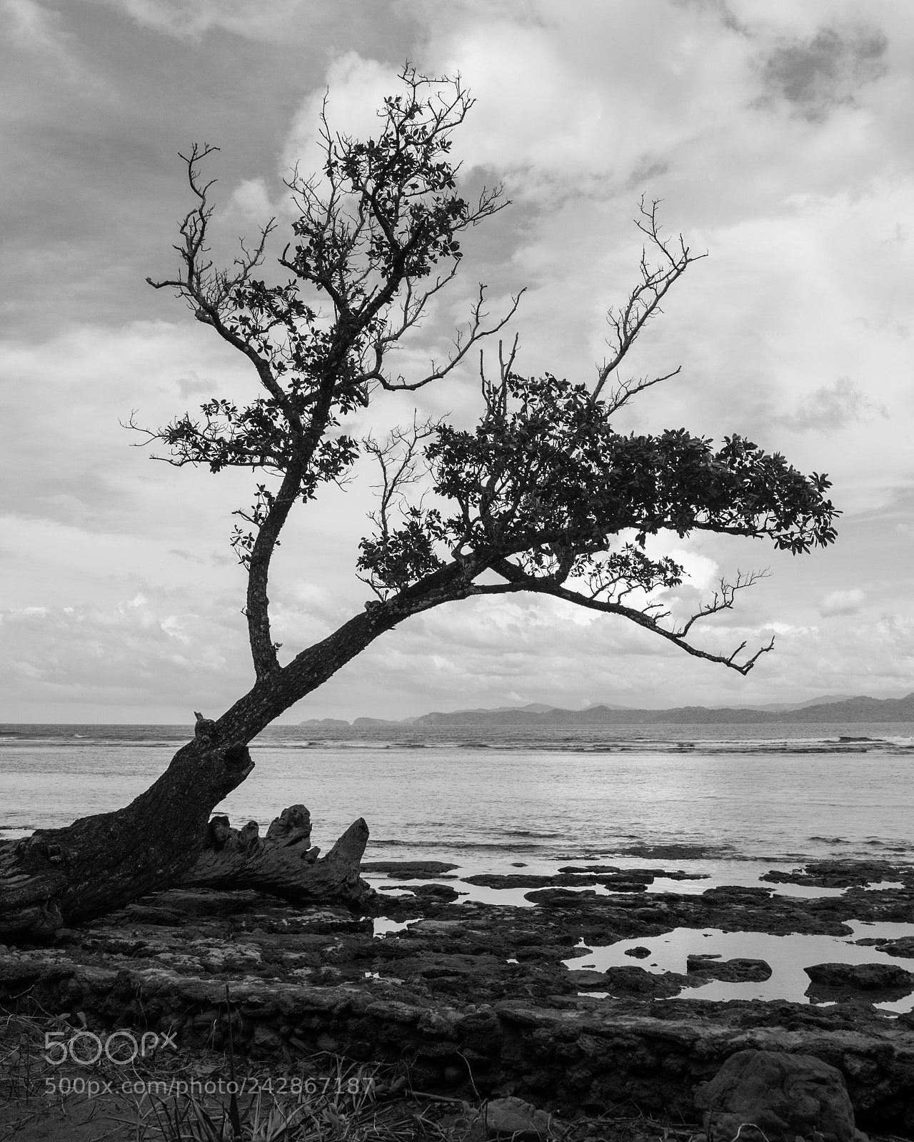 Sony Alpha a99 sample photo. Tree photography